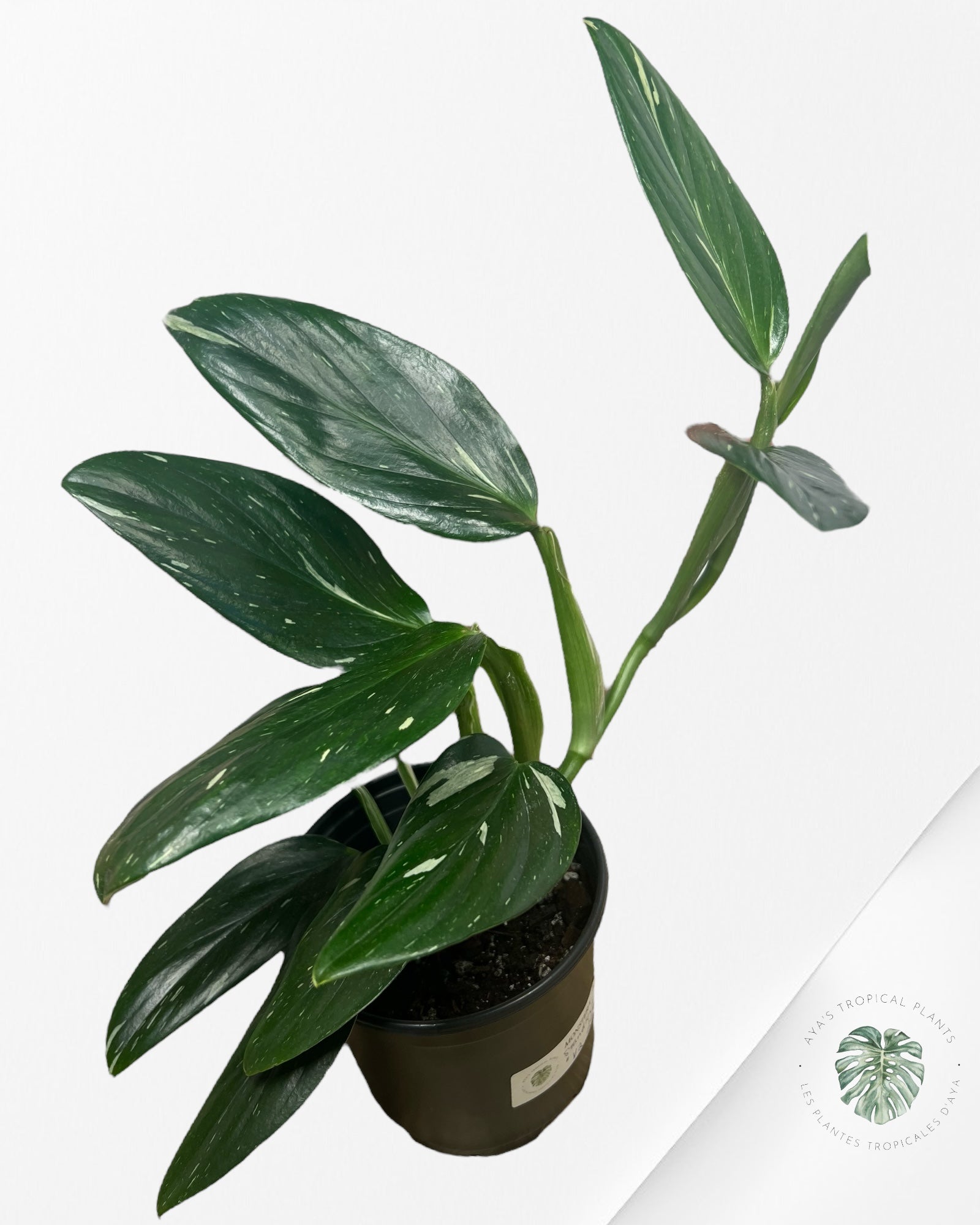 Monstera Standleyana Albo - V2
