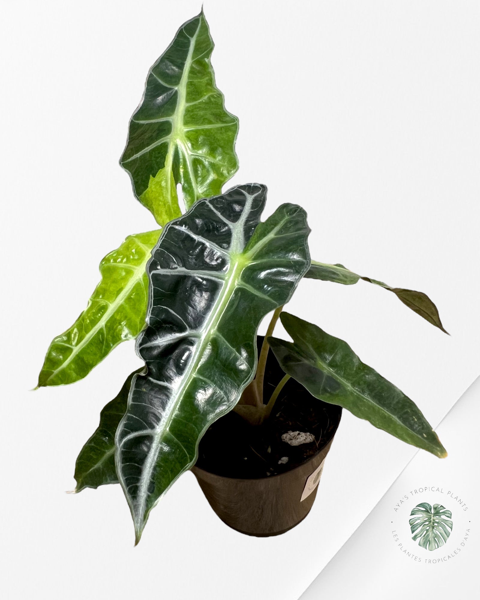 Alocasia Amazonica Polly Variagated-A