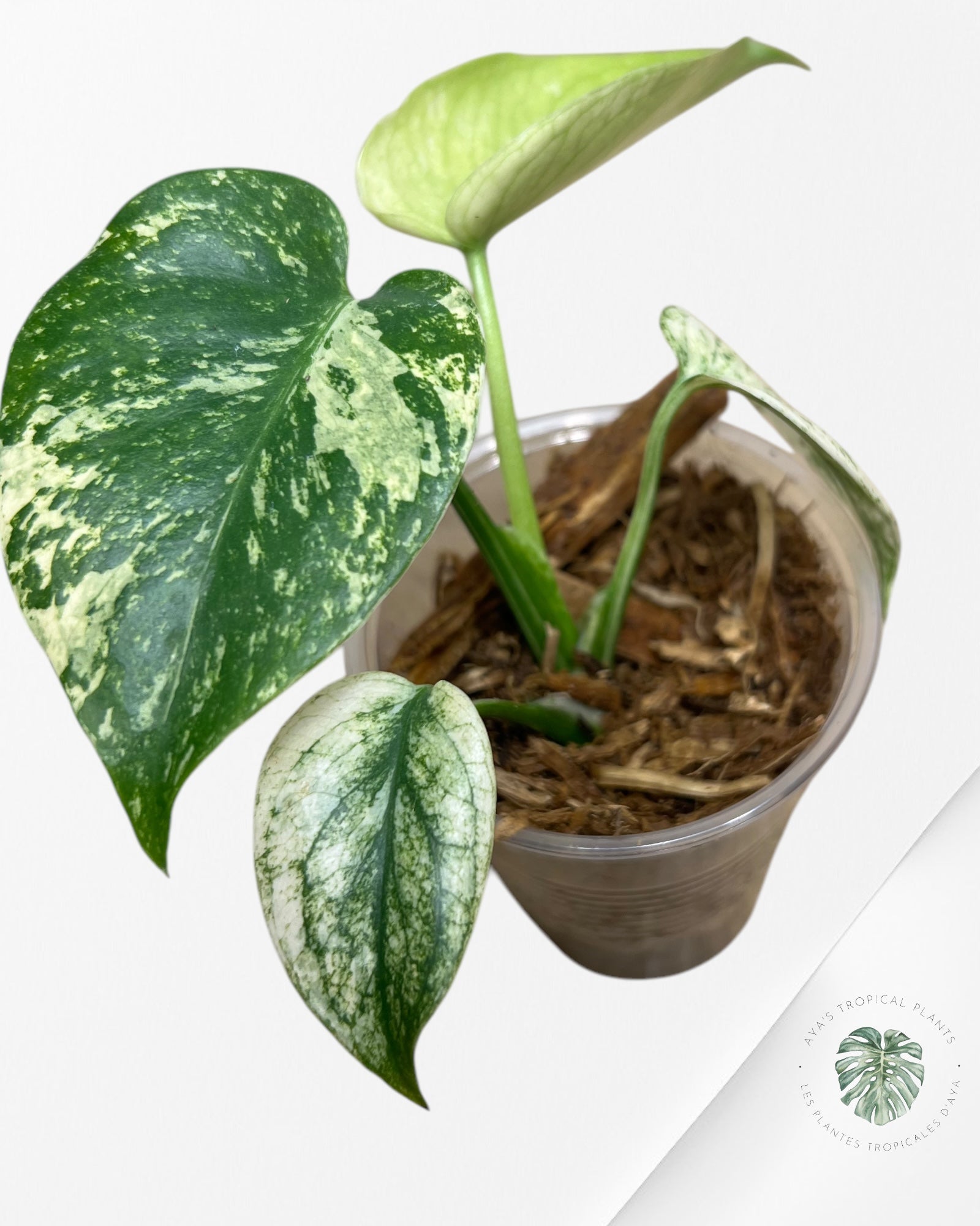 Monstera Menthe -01