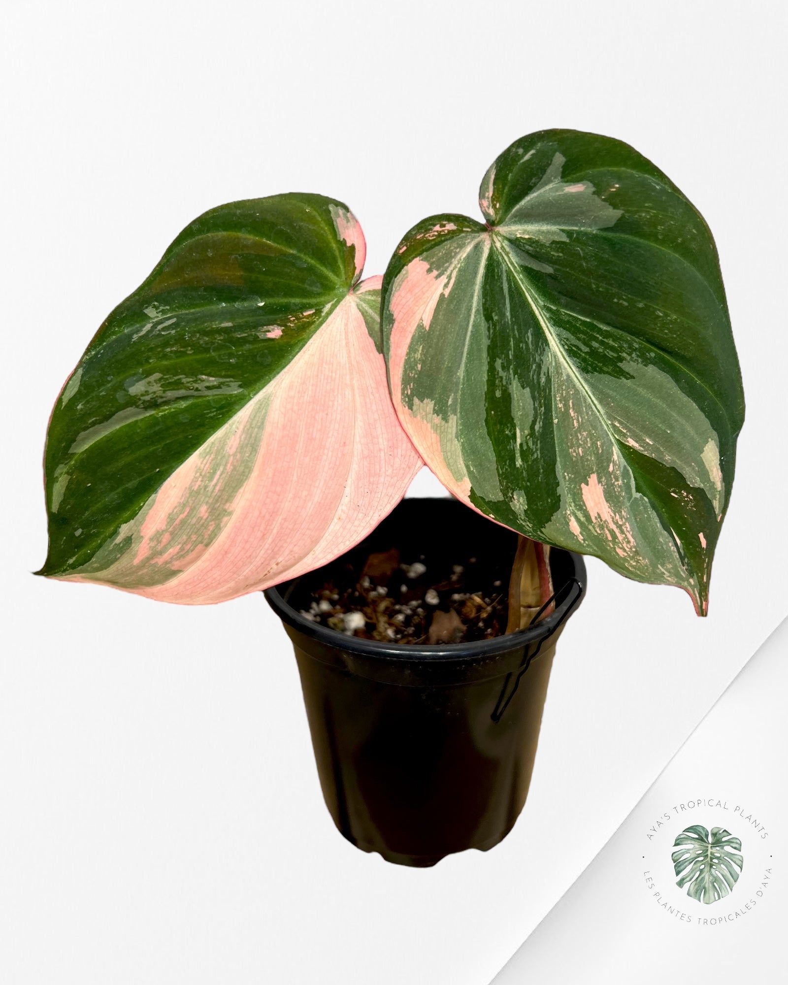 Micans roses Philodendron - 200