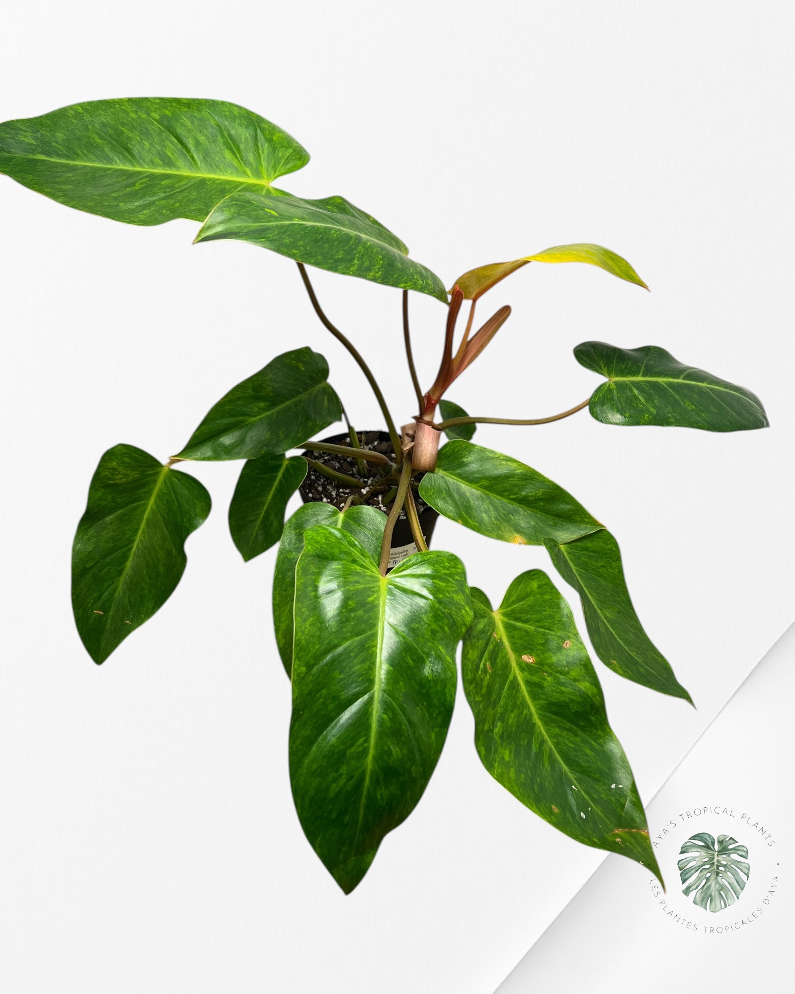 Philodendron Painted Lady-XL PPL9