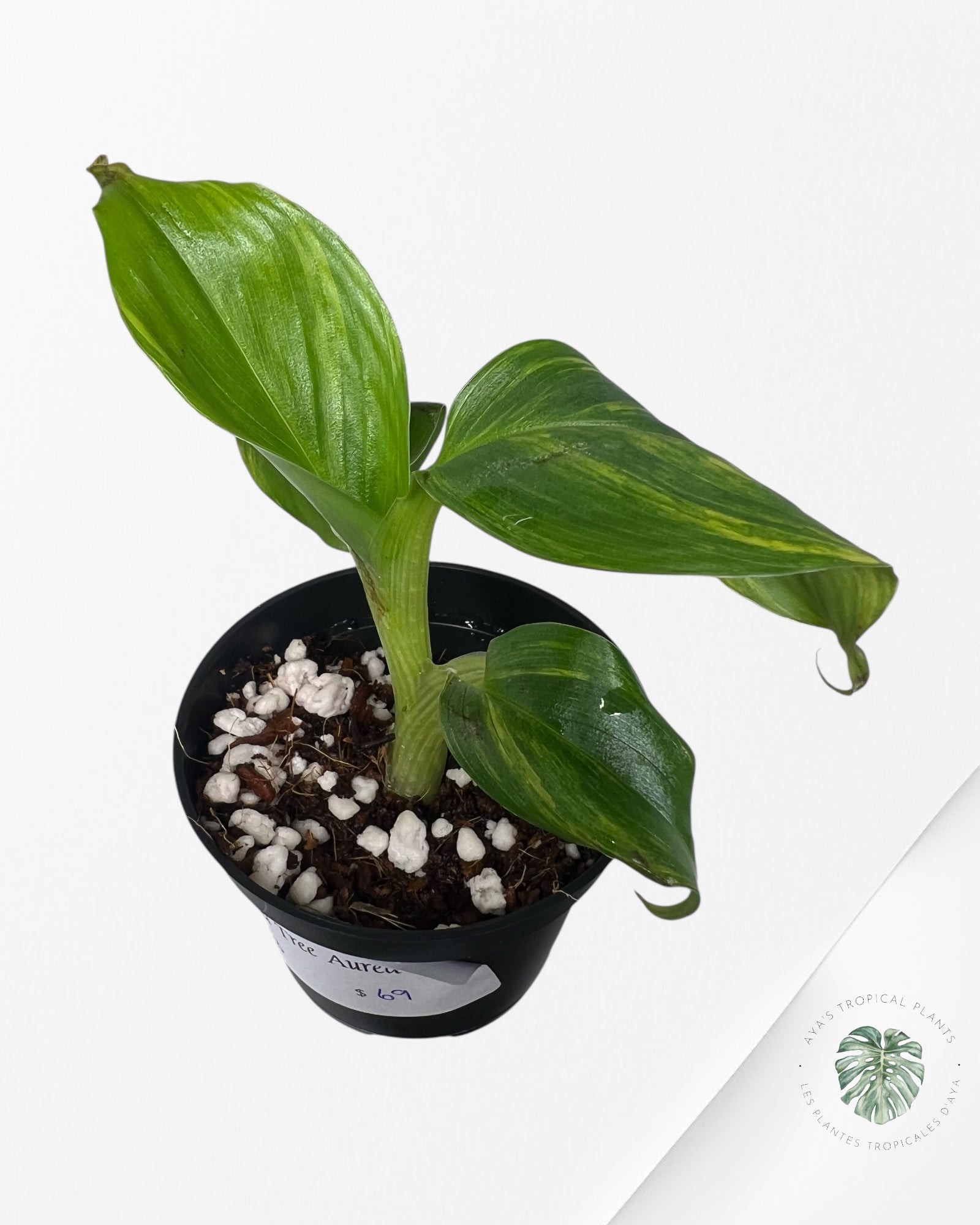 Banana Tree (Aurea) Variegated - TC3