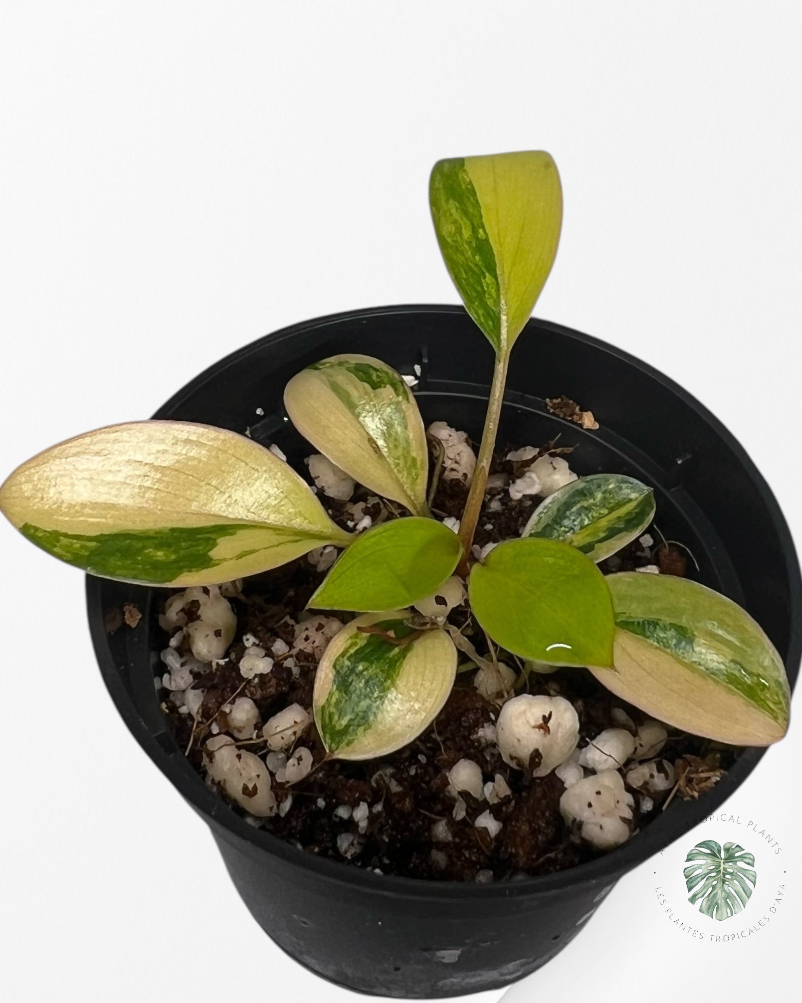 Philodendron Red Congo Variegata-TC4