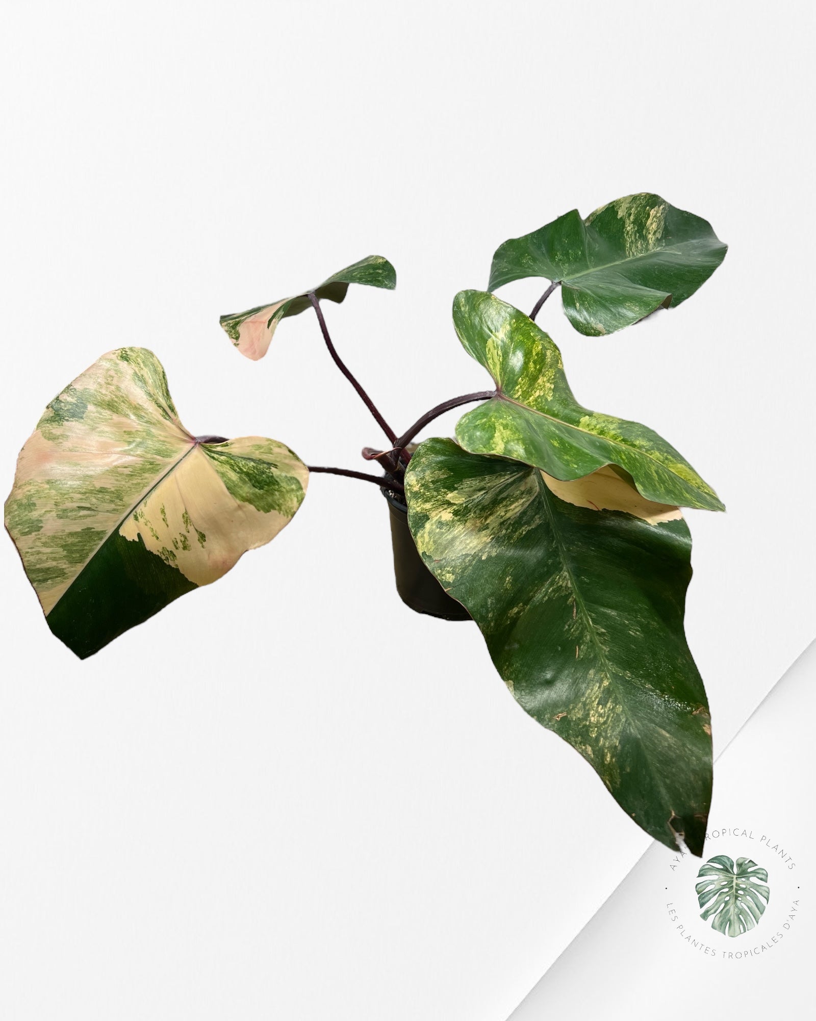 Philodendron Strawberry Shake - PO18