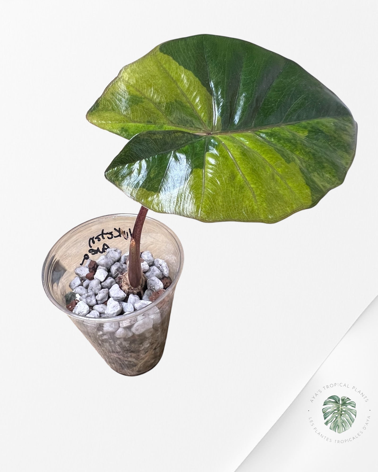 Alocasia Yucatan Aurea - 6