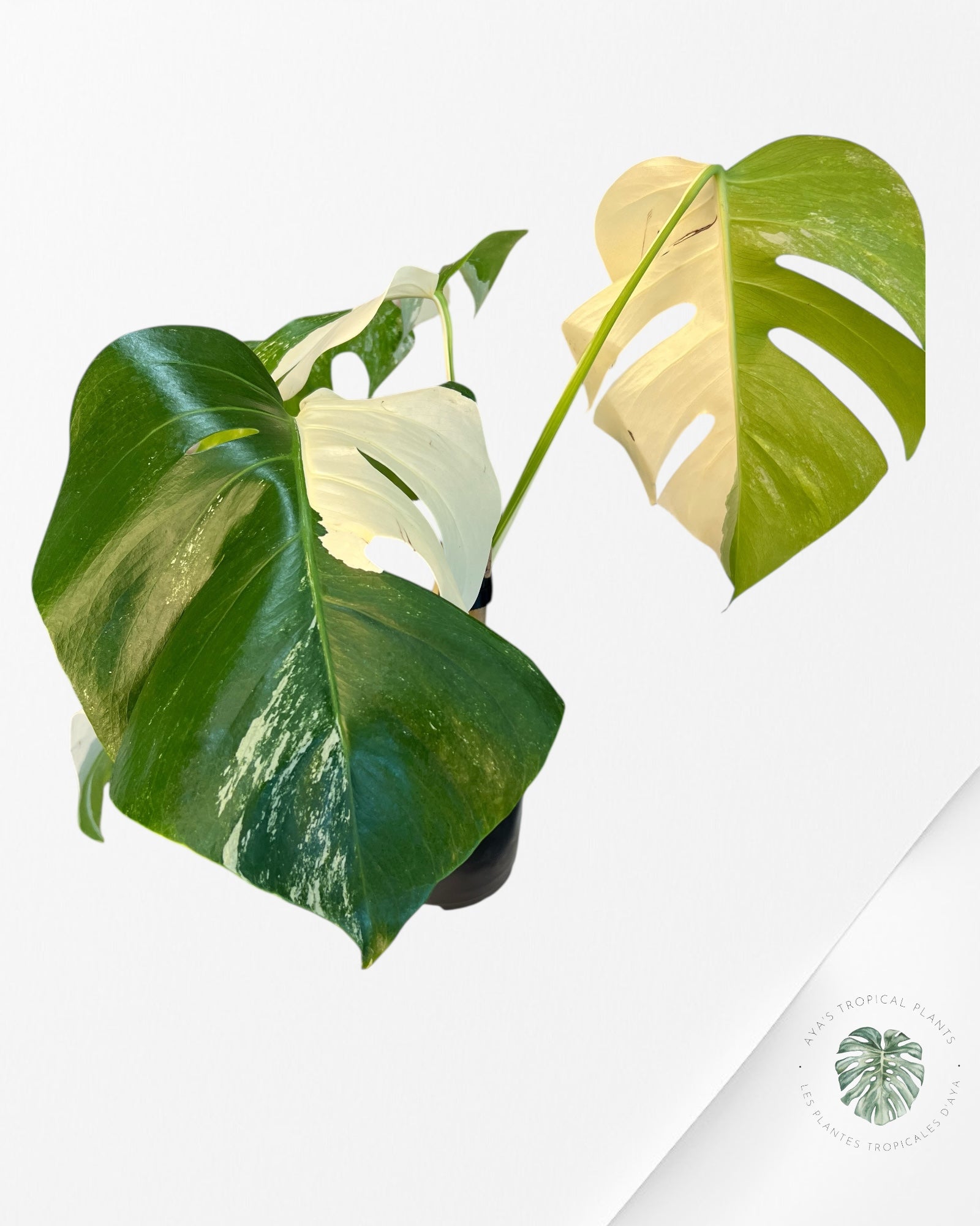 Monstera Borsigiana Albo-3