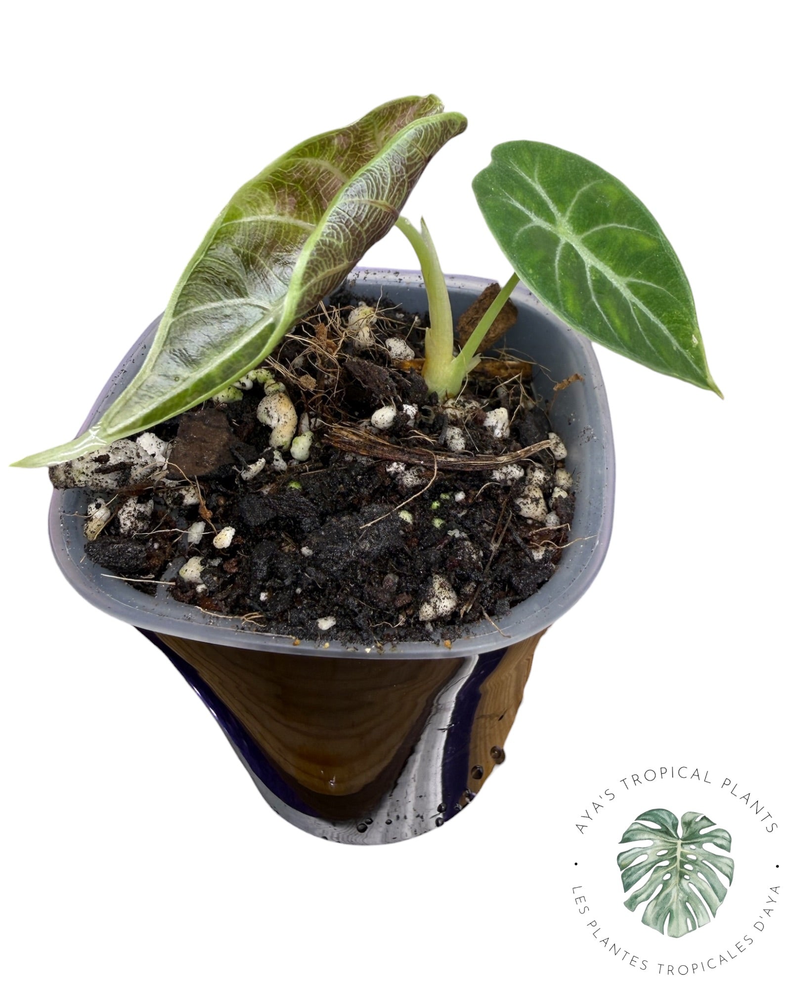 Alocasia Watsoniana Doff. Pink Variegated