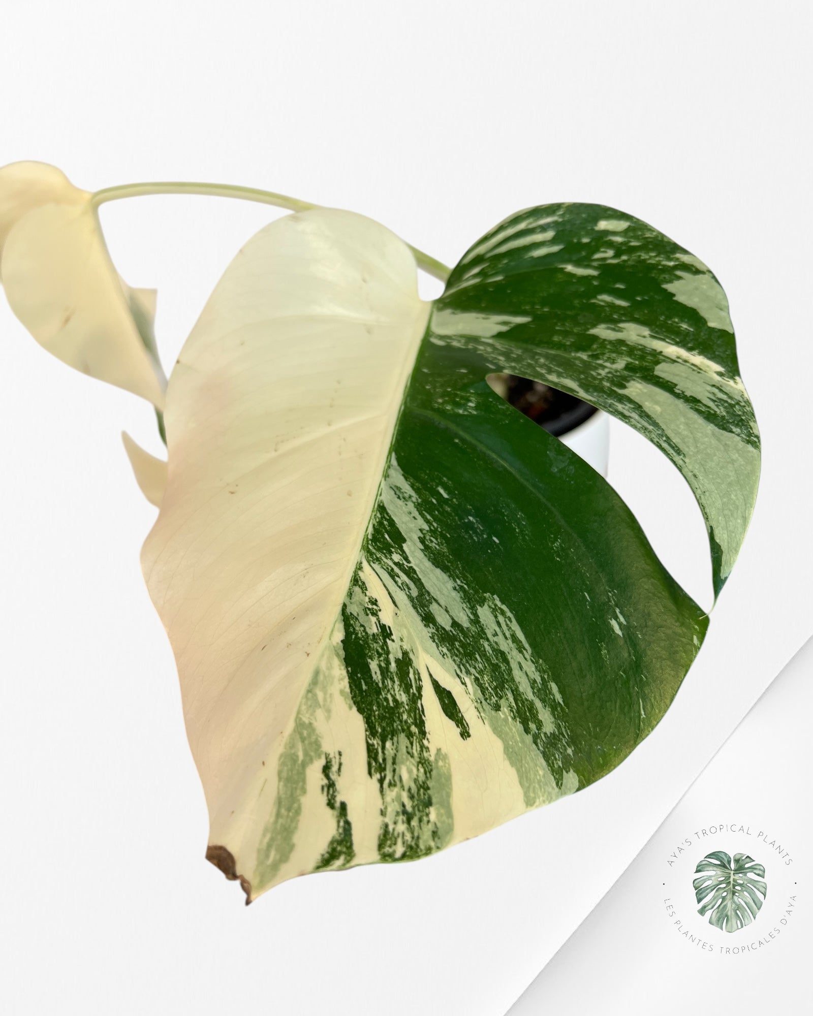 Monstera  Borsigiana Albo-JAM1