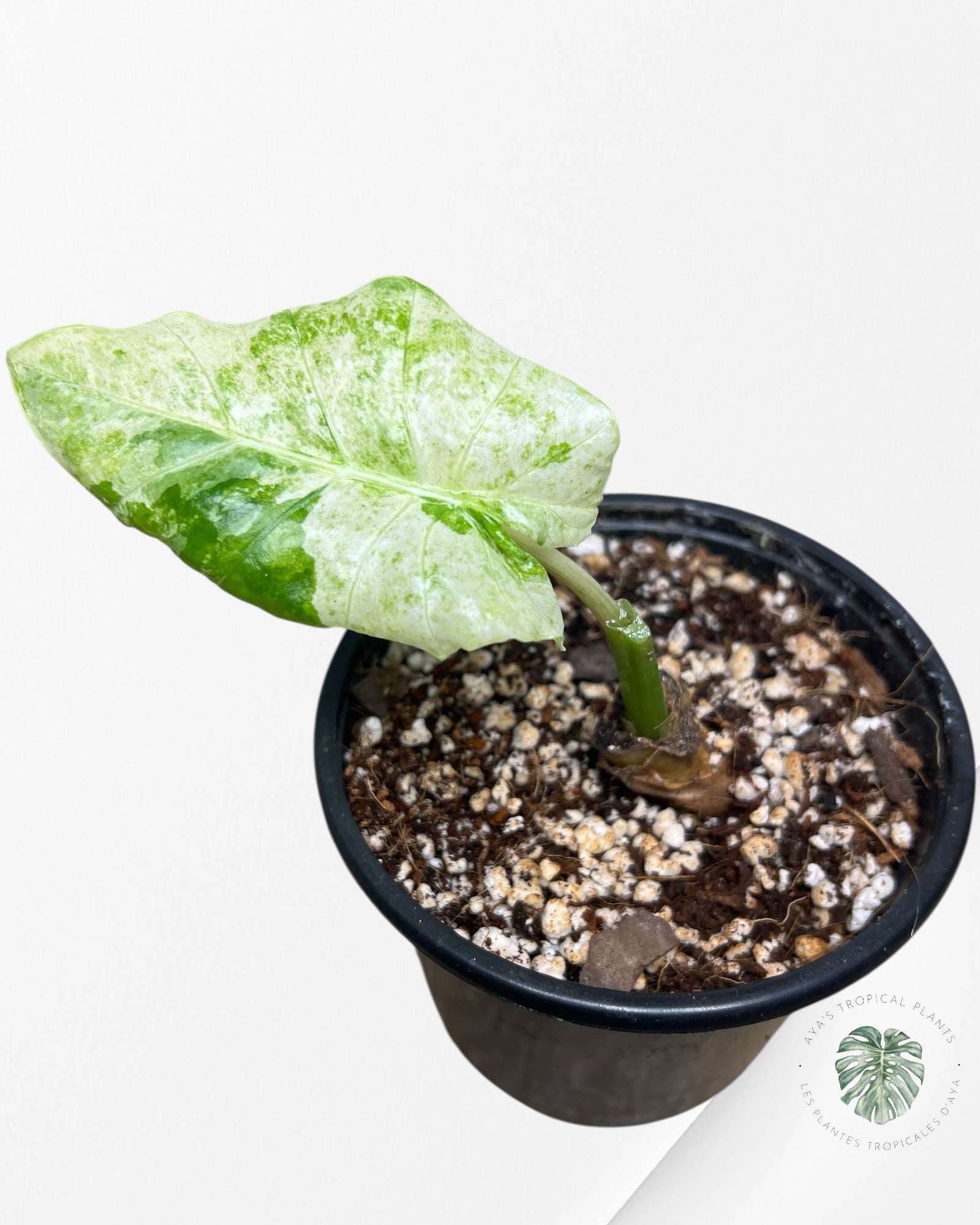 Alocasia Macrorrhiza Splash -SPL