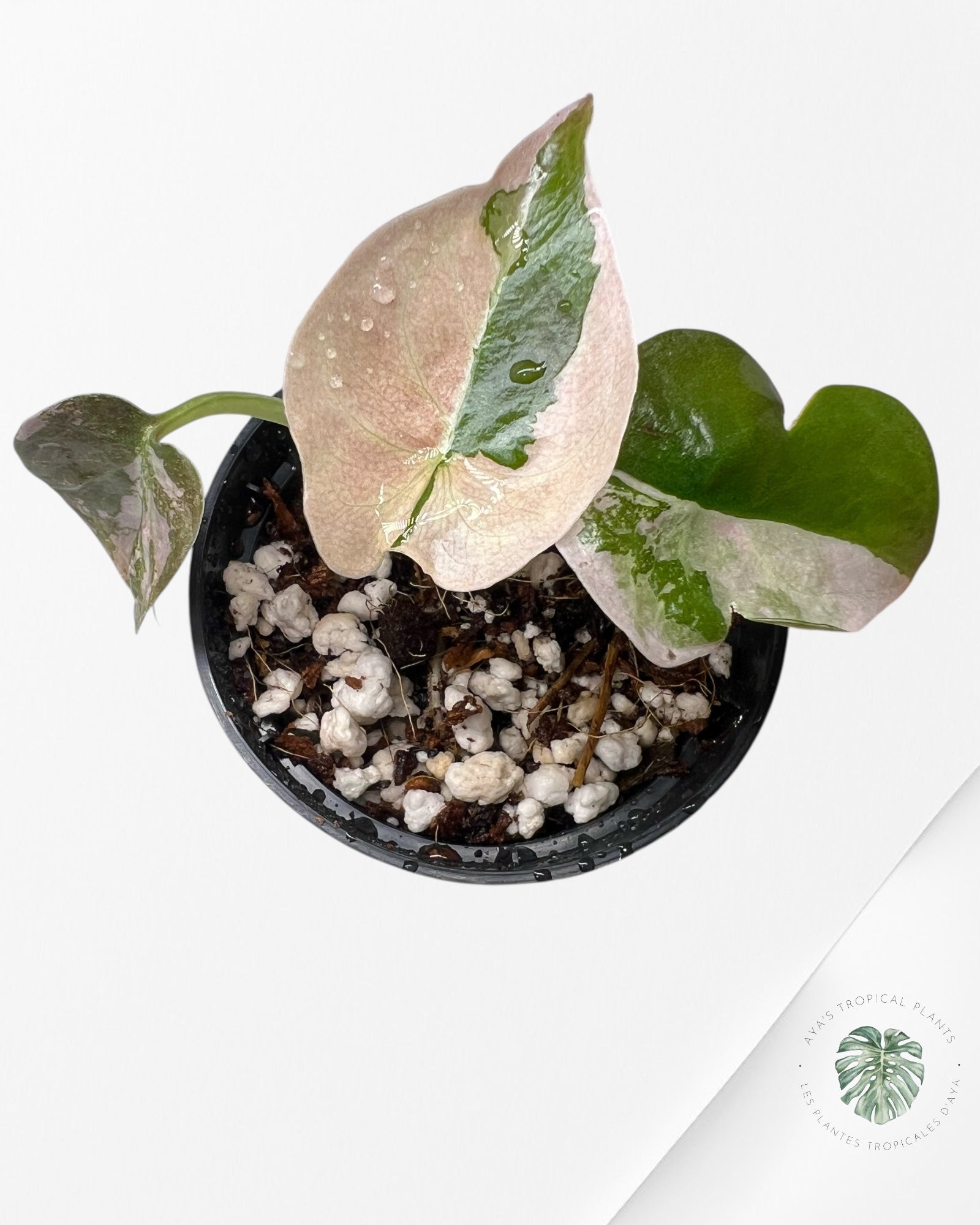 Alocasia Cuprea Pink Variegated-LF1