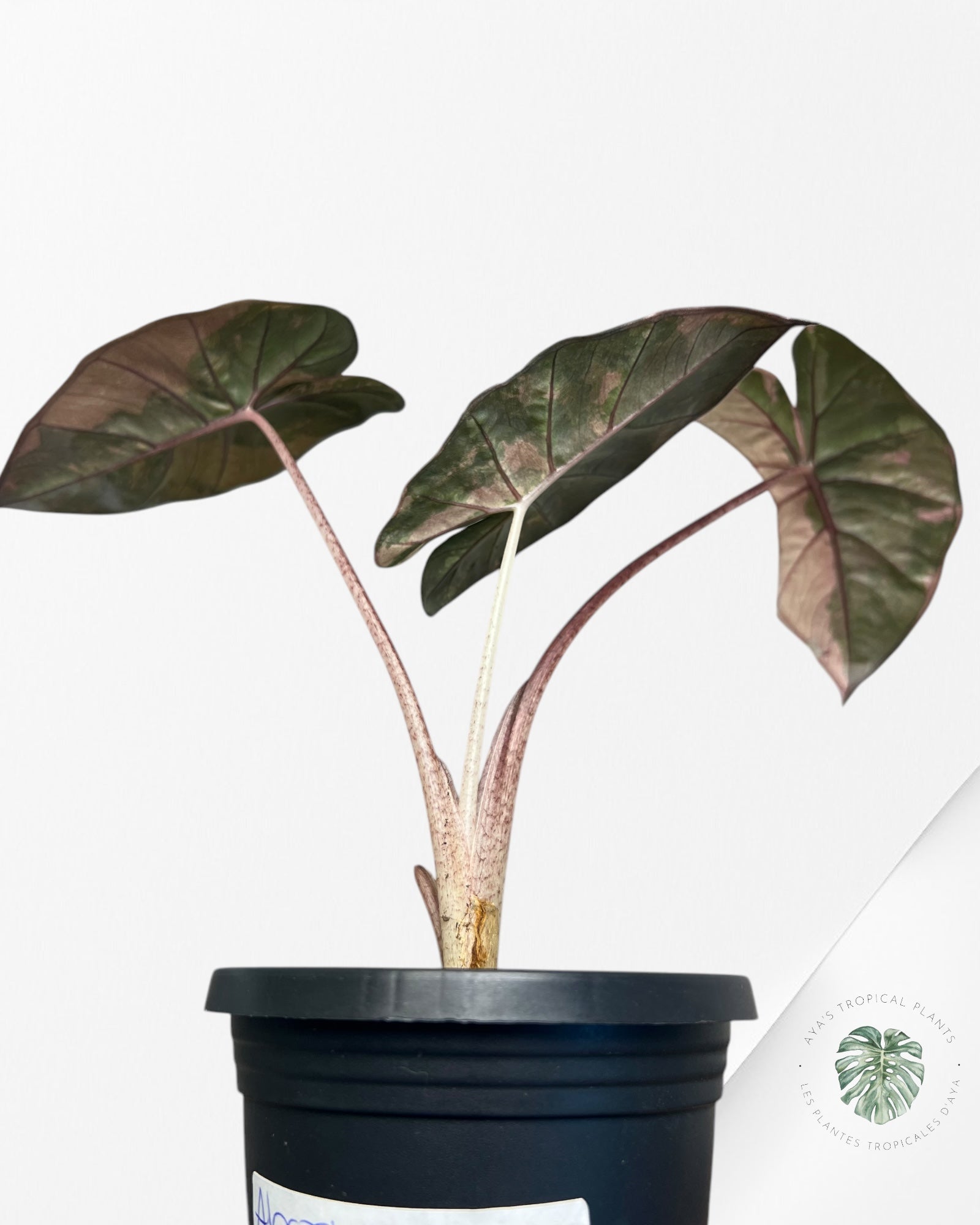 Alocasia Serenpidity-B