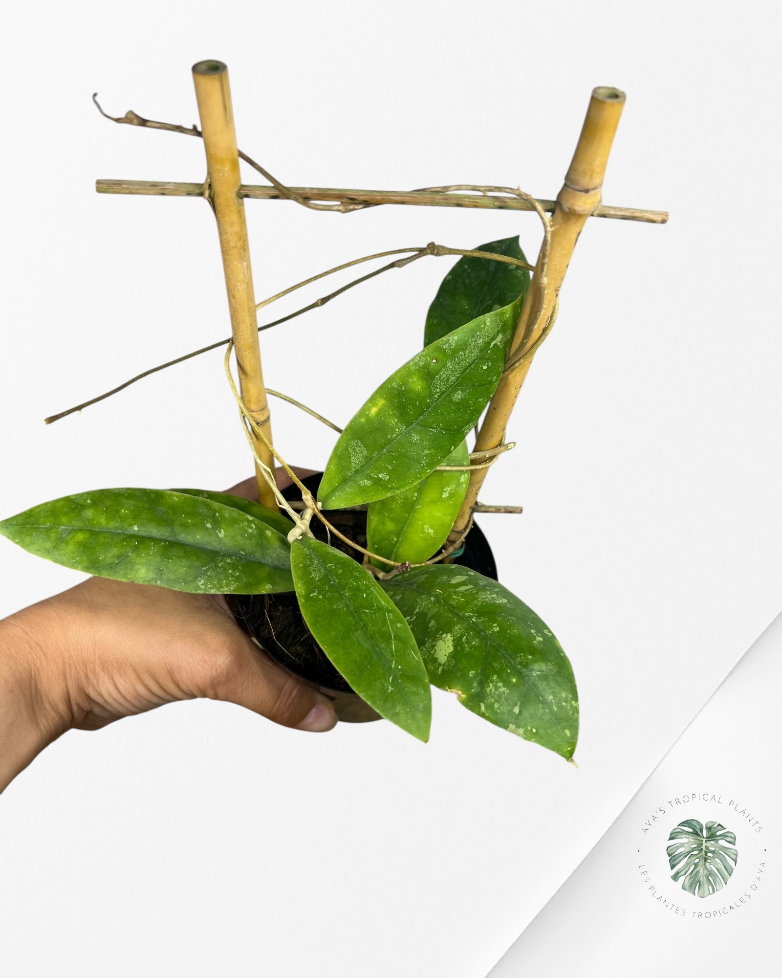 Hoya finlaysonii splash (Big leaves) - F2