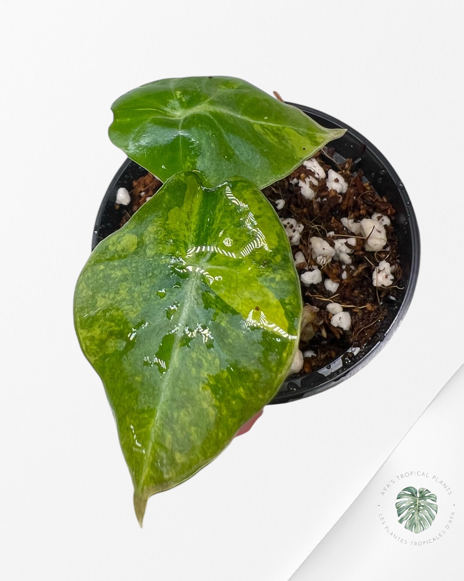 Alocasia Black Velvet Aurea (GOLD) Variegated - 2