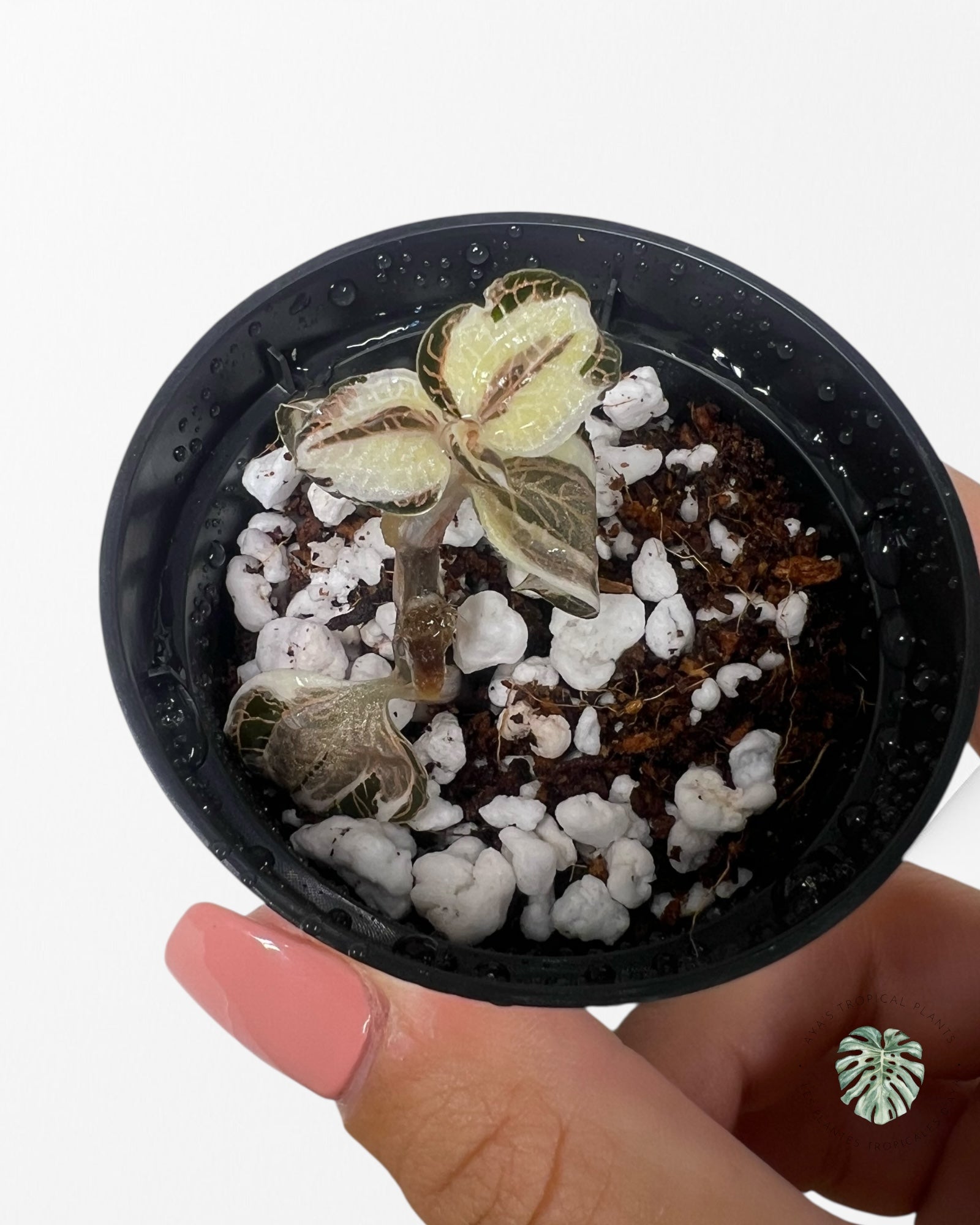 Anoectochilus Roxburghii Variegated - 23