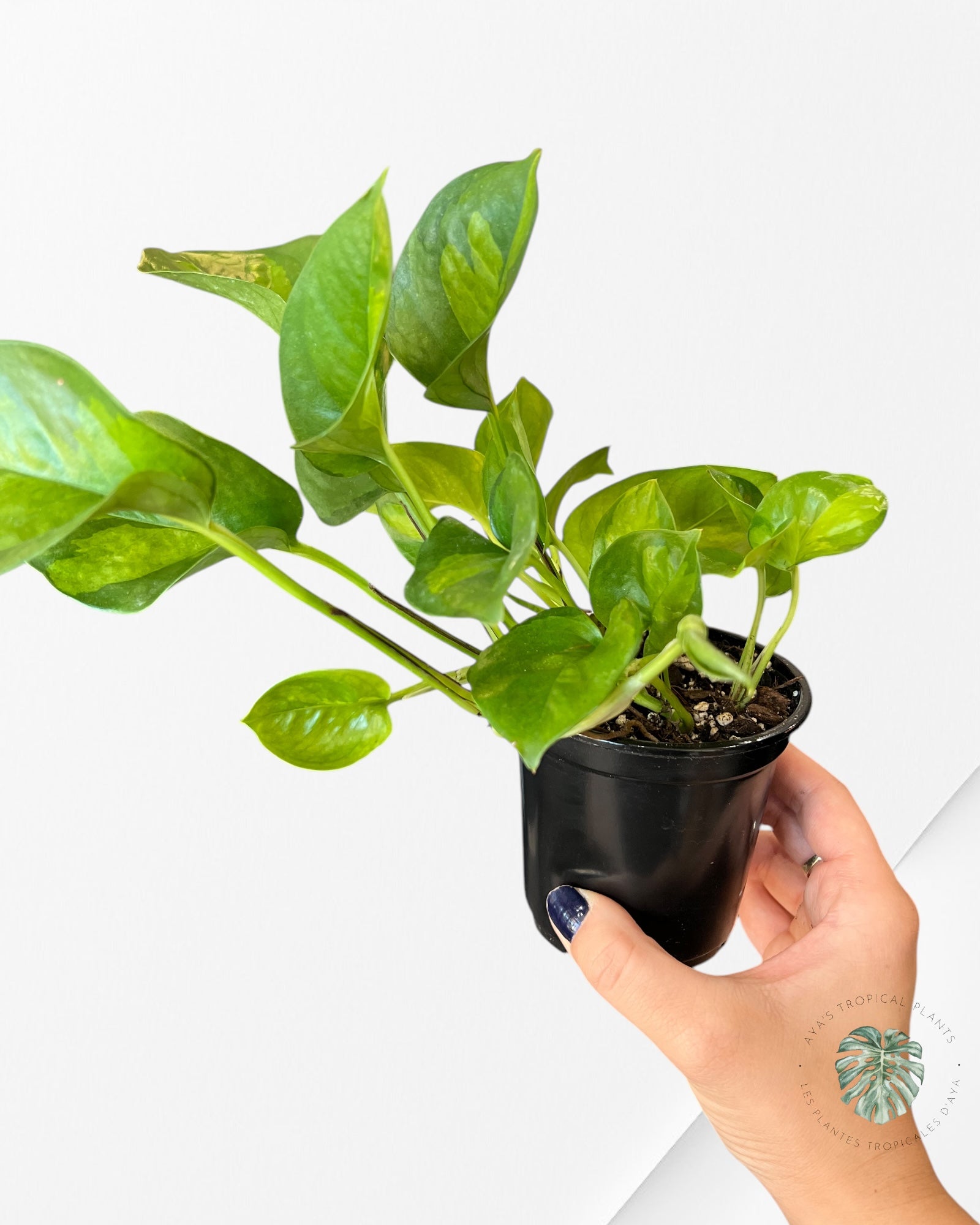 Pothos vert mondial B