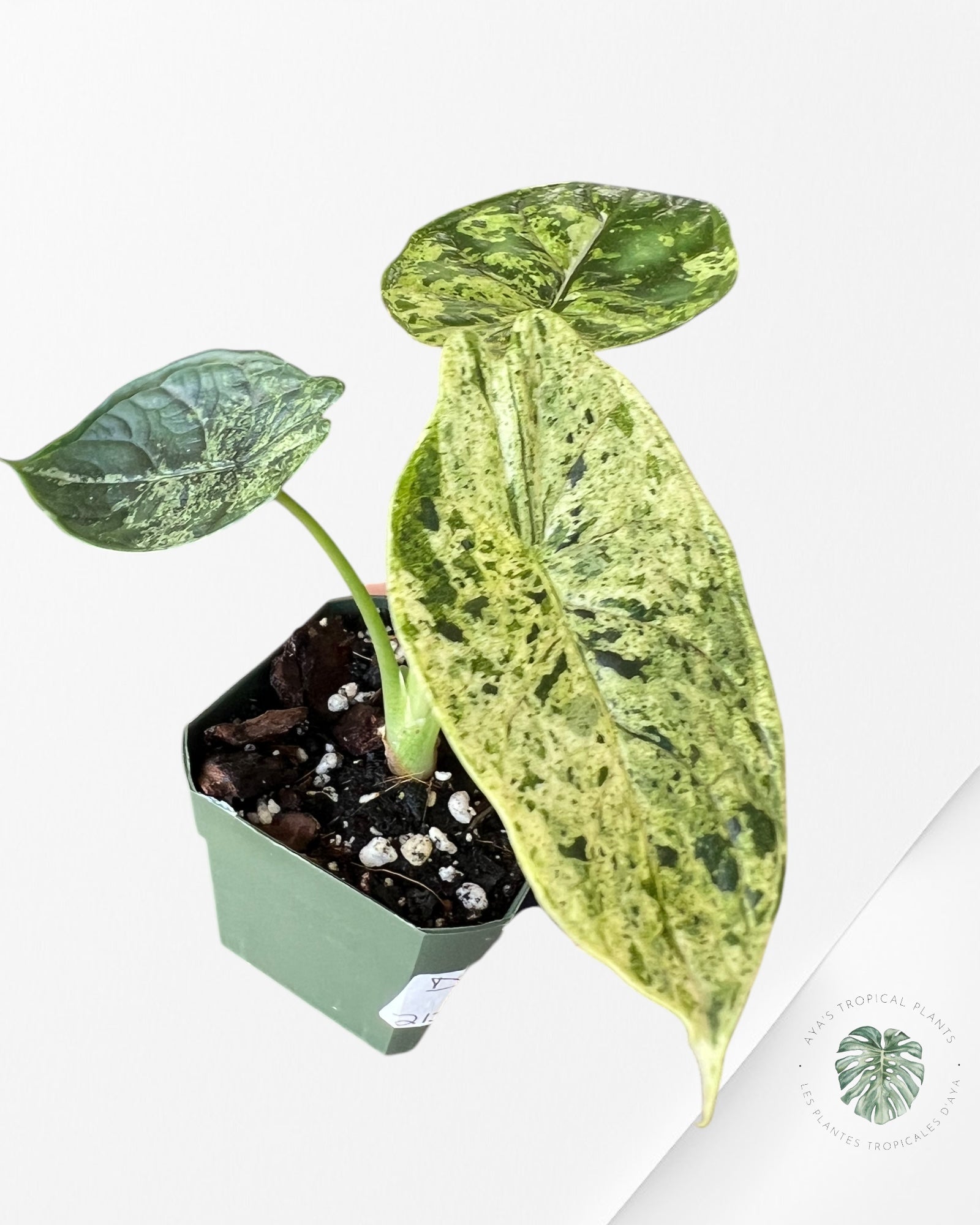 Alocasia baginda 'Dragon Scale' variegated Mint-30