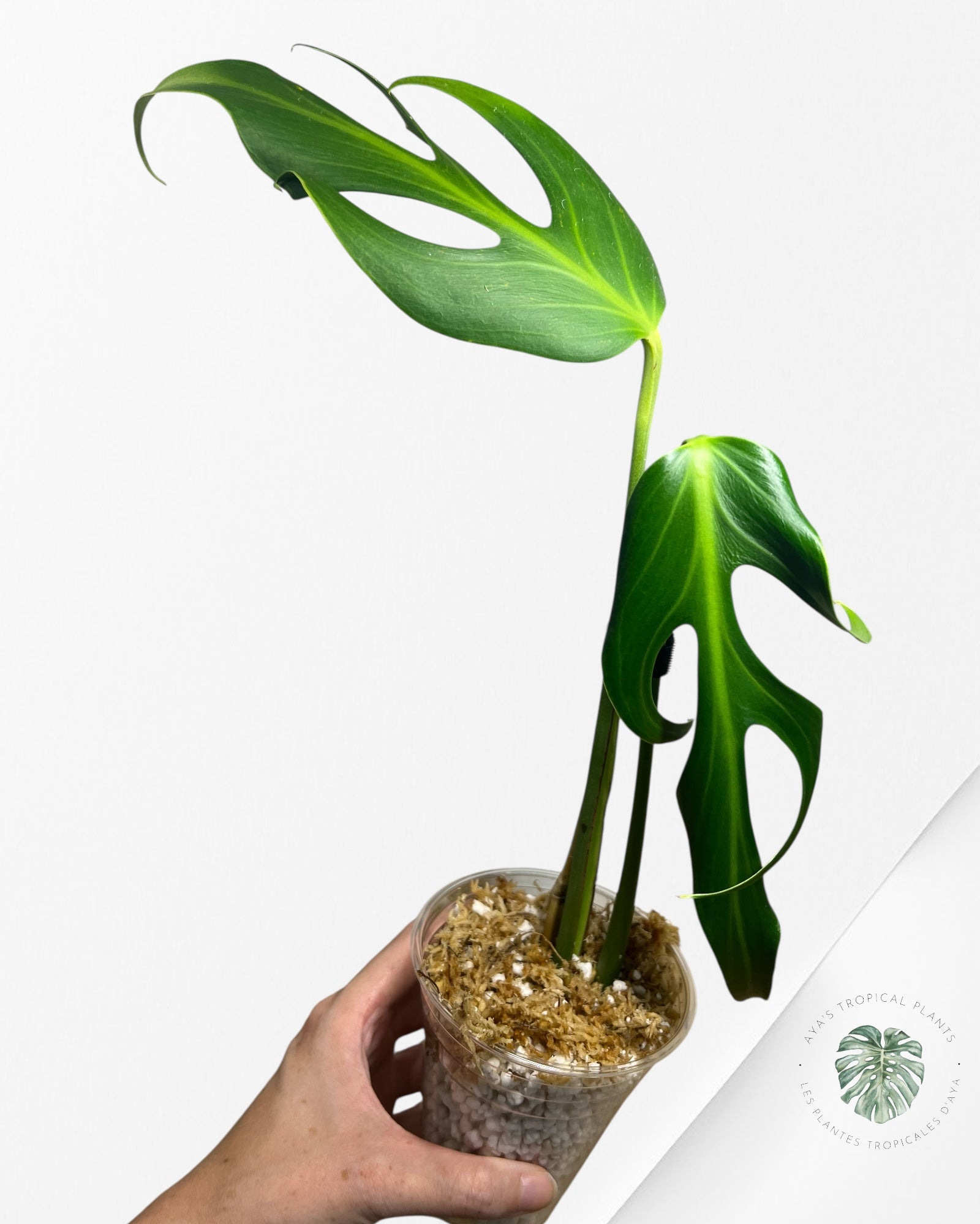 Monstera Burle Marx Flame - X