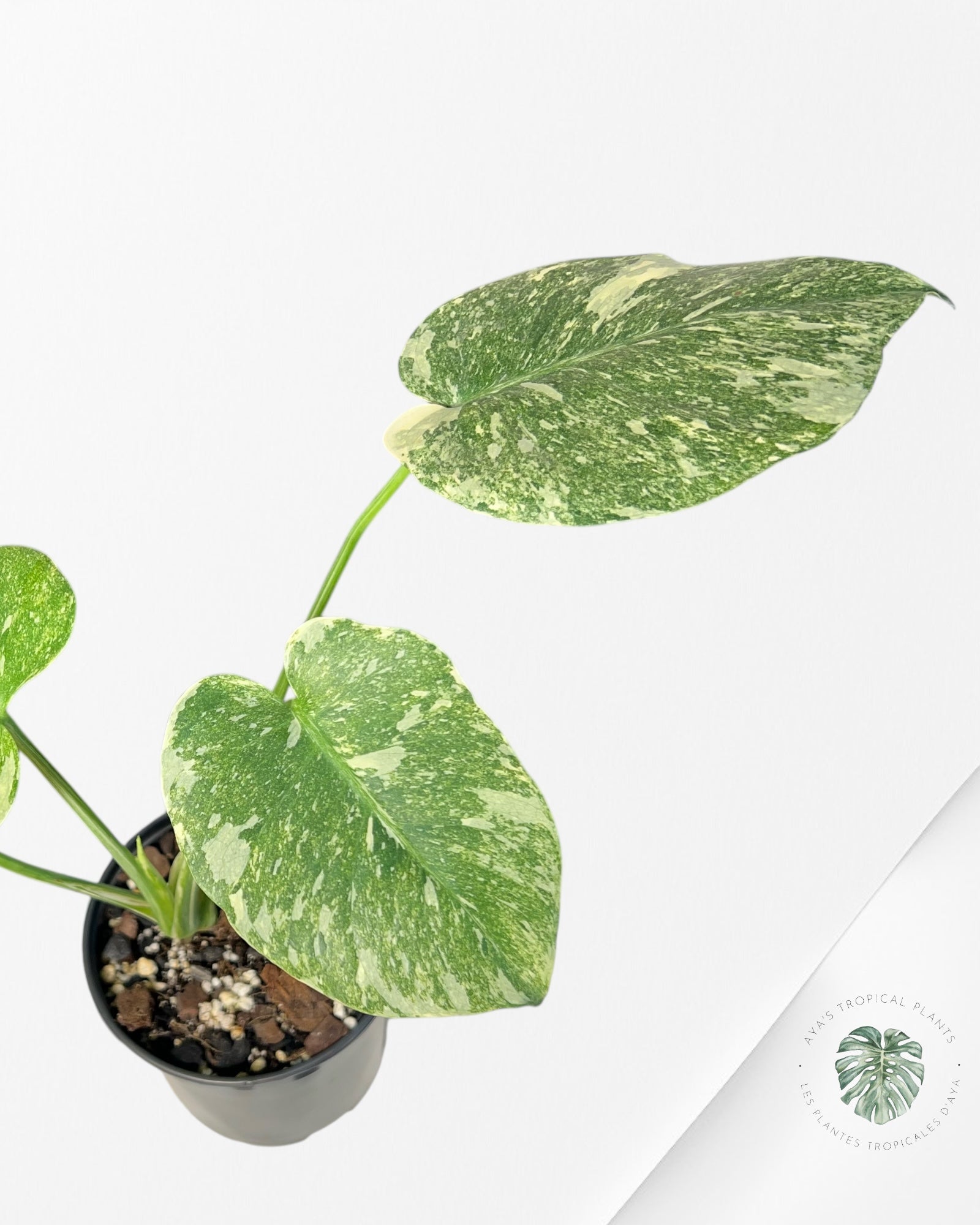 Monstera Legacy - 02