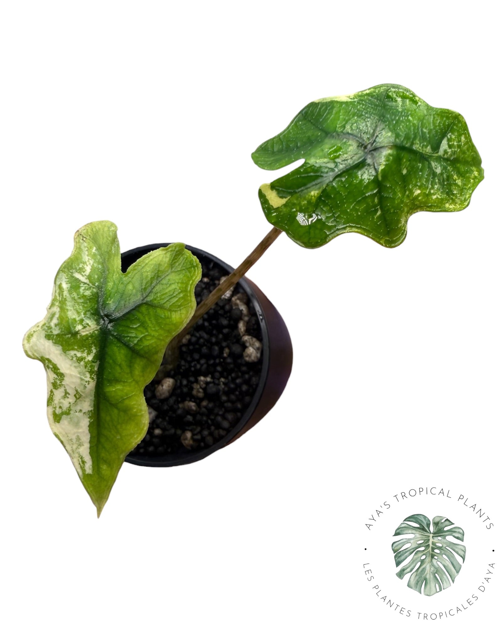 Alocasia Jacklyn Mystic variegated