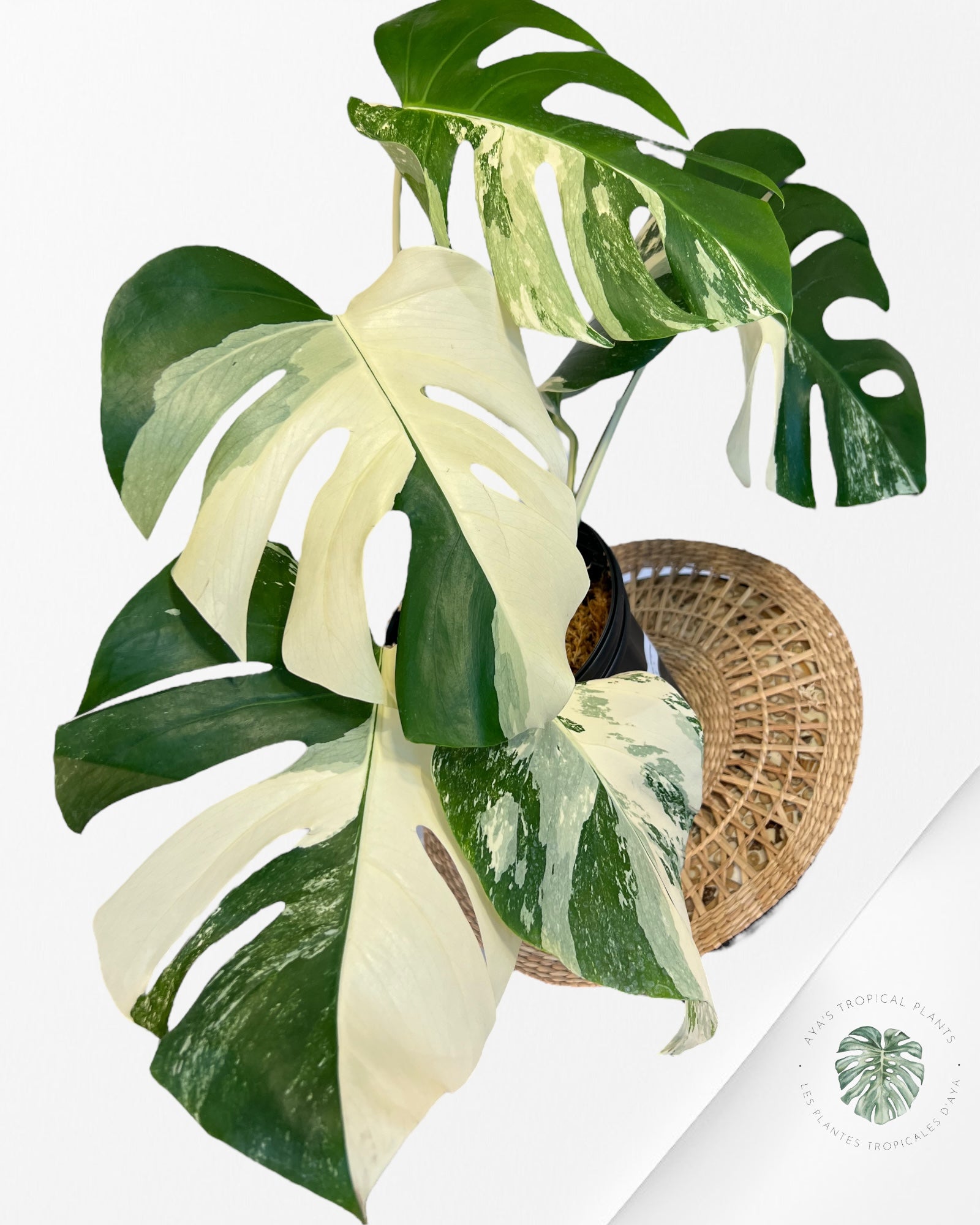 Monstera Borsigiana Albo-JA1