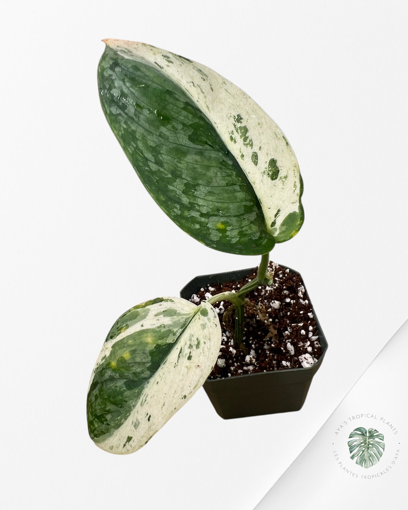 Scindapsus Salamount-MA1