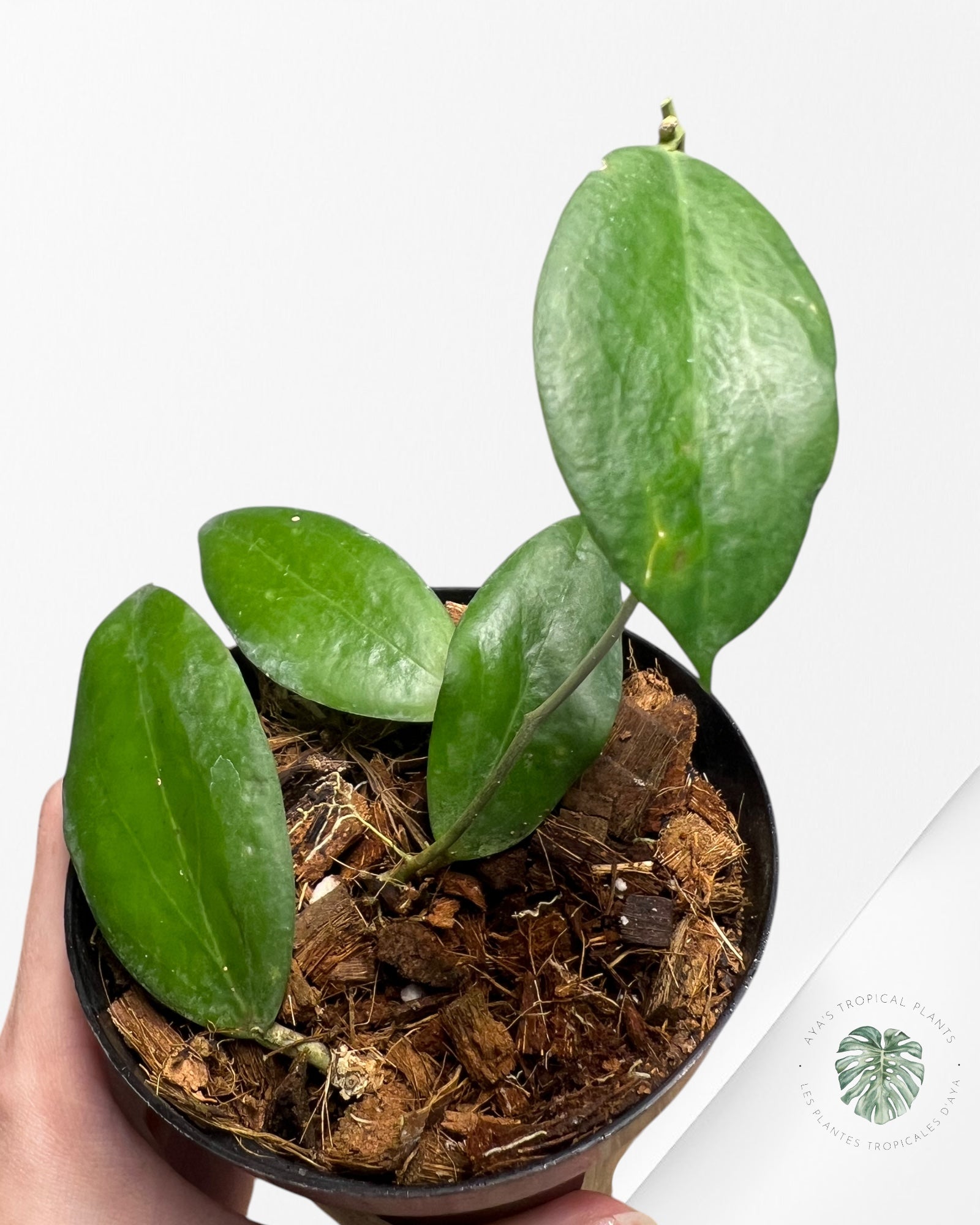 Hoya Cutis-Porcelana HCP04