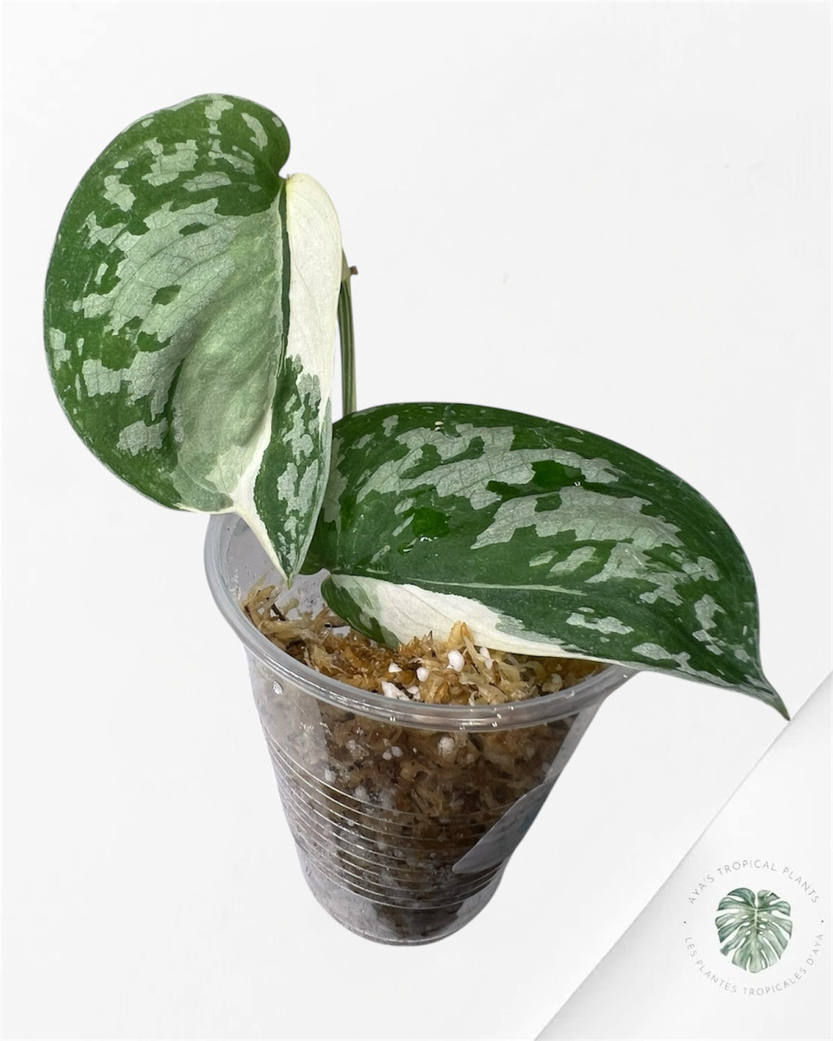 Scindapsus Simbara Variegated - P42