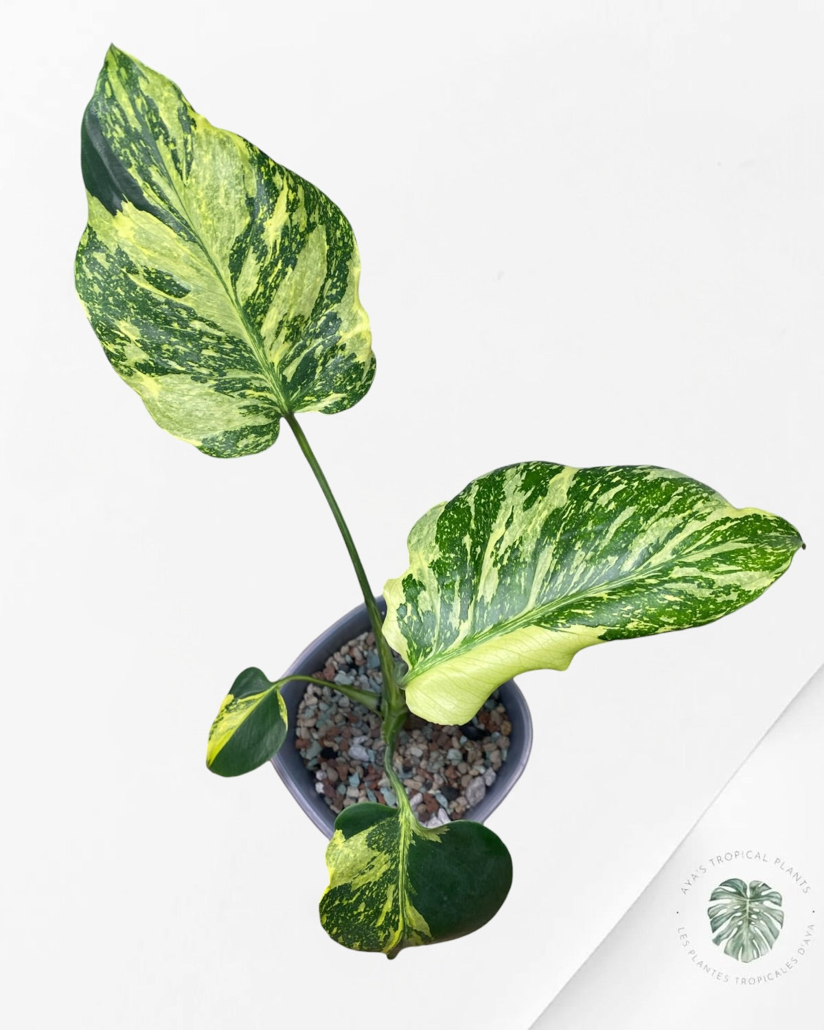 Monstera Deliciosa Electrolyte