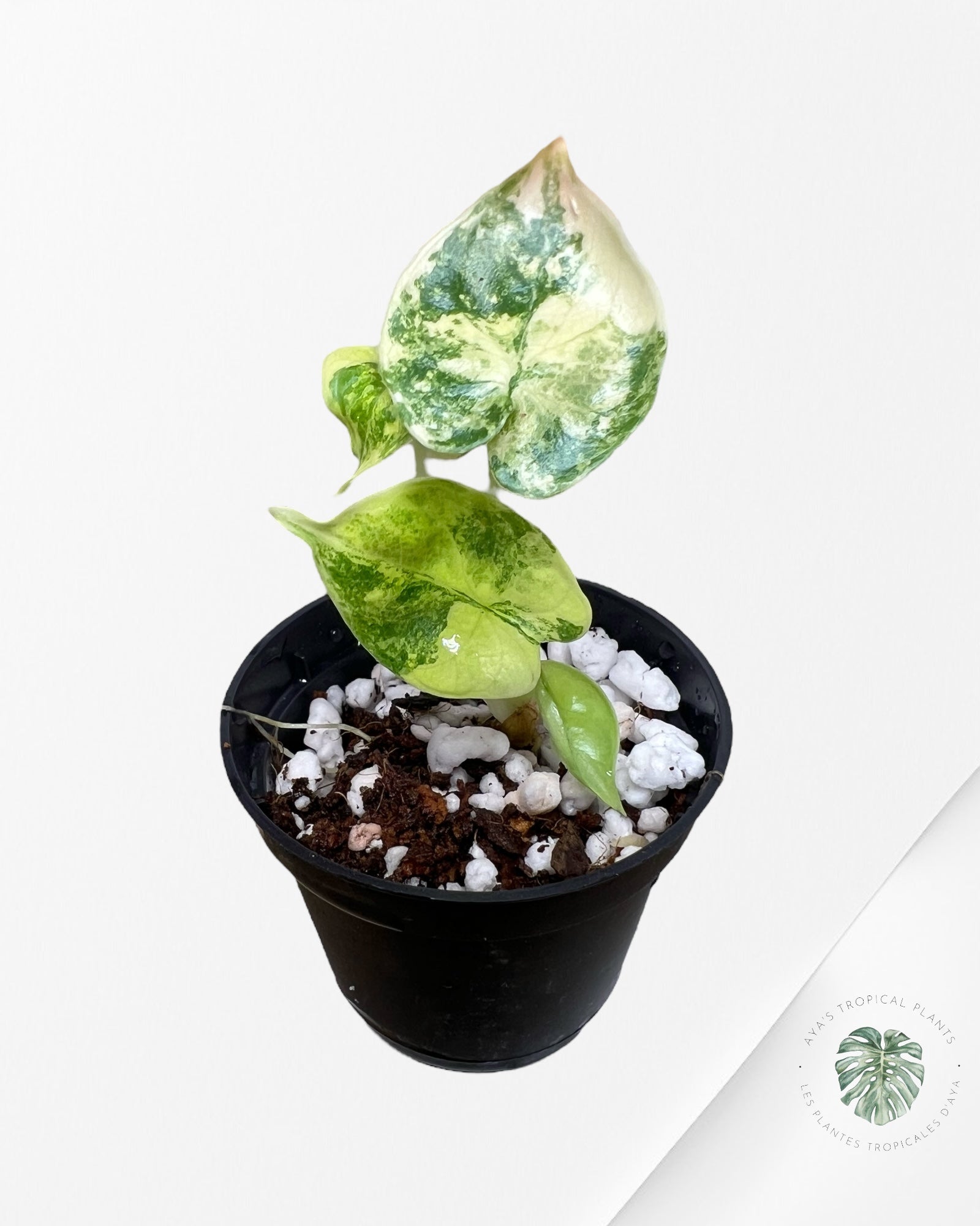 Alocasia Dragon Scale Variegated Aurea - 30
