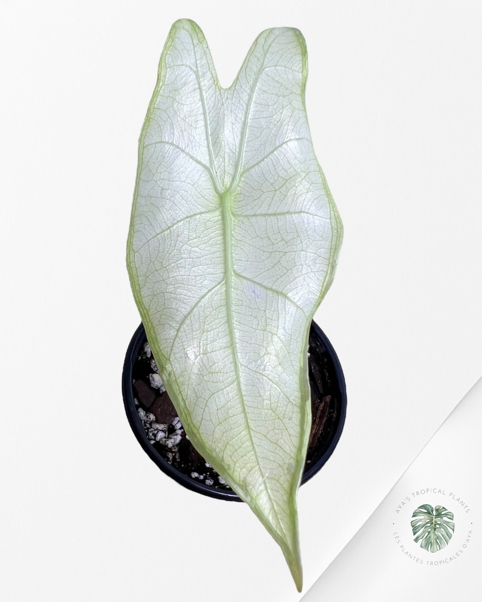 Alocasia Longiloba Panaché-F