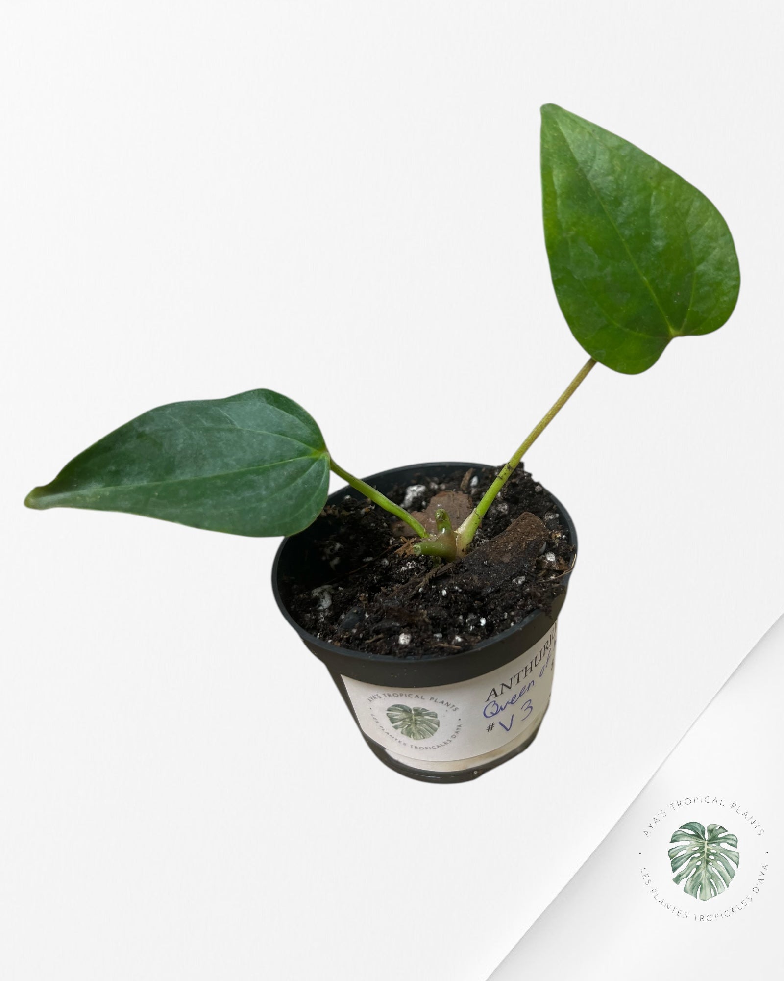 Anthurium Queen Of Hearts - V3