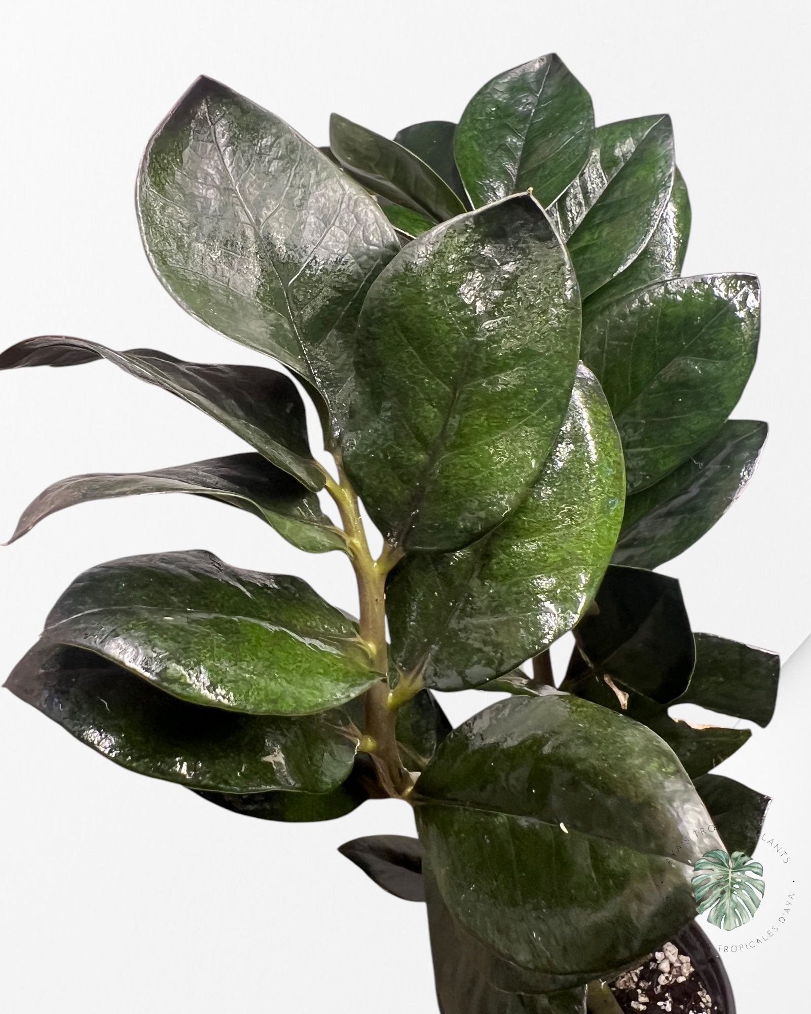 ZZ Nova Star Zamioculcas Zamiifolia -1