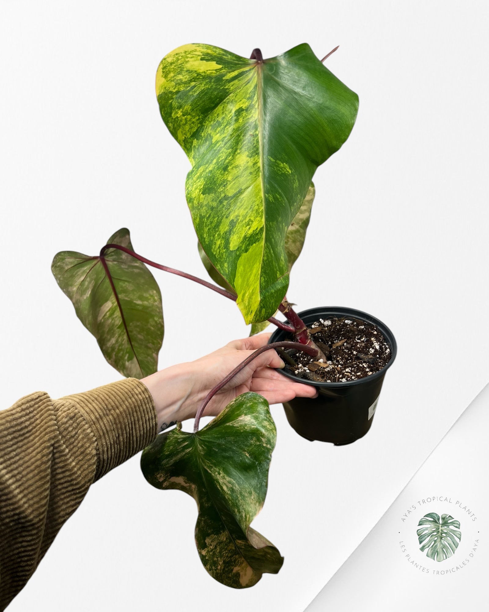 Philodendron Strawberry Shake - PO17