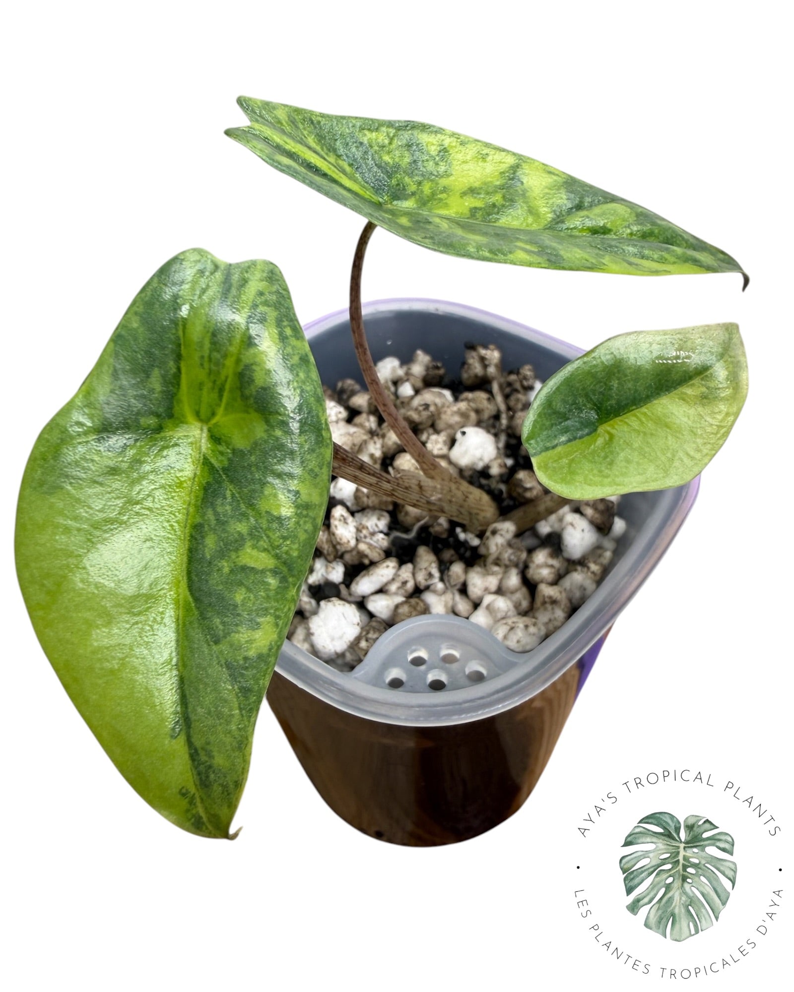 Alocasia Heterophylla Metallic  Albo Aurea Variegated
