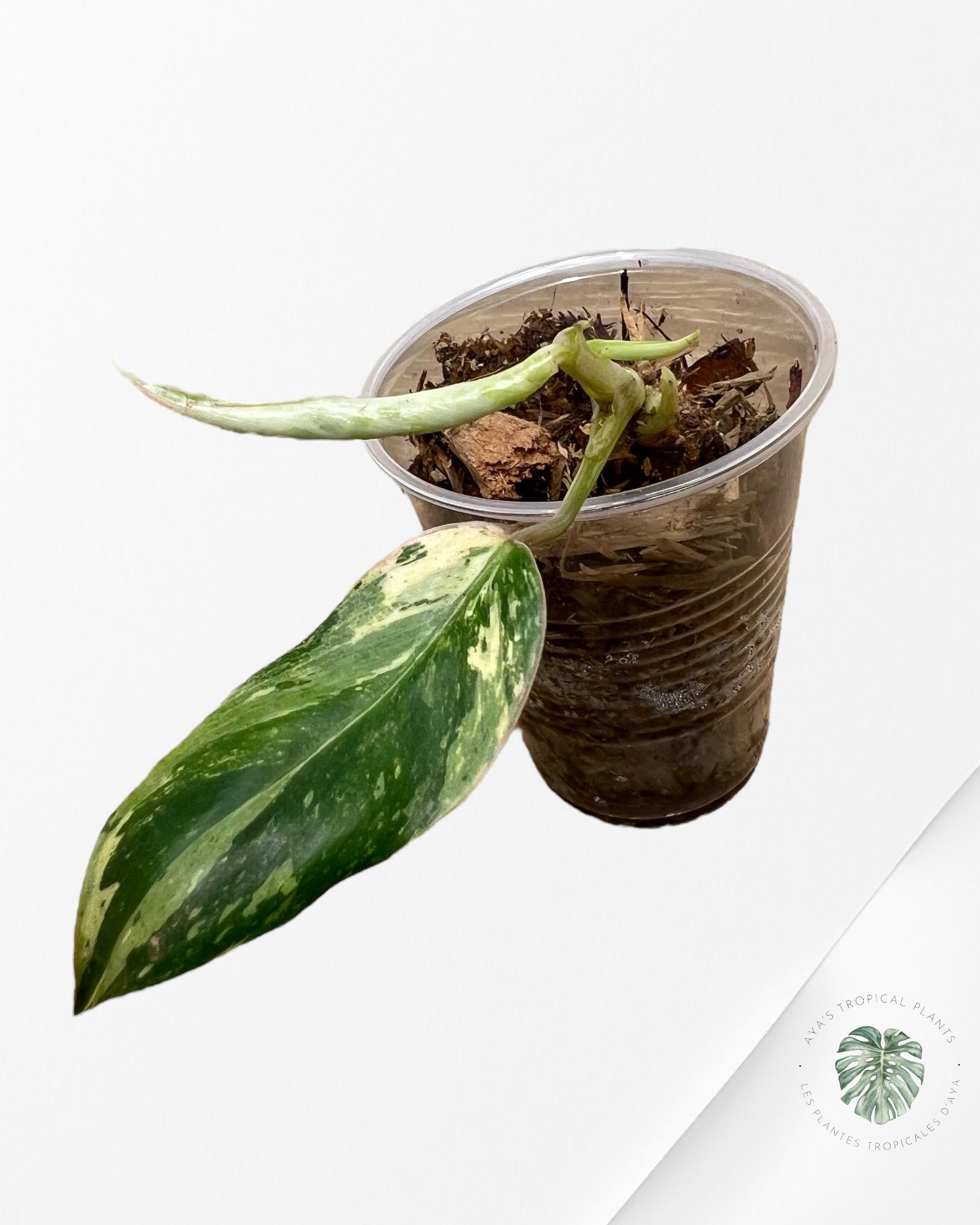 Philodendron Emerald Ice Aurea - H