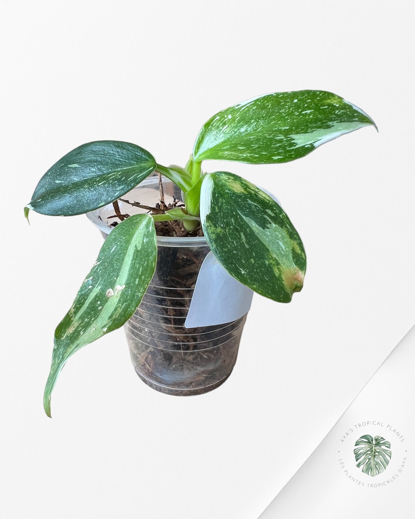 Philodendron White Wizard-PWW4