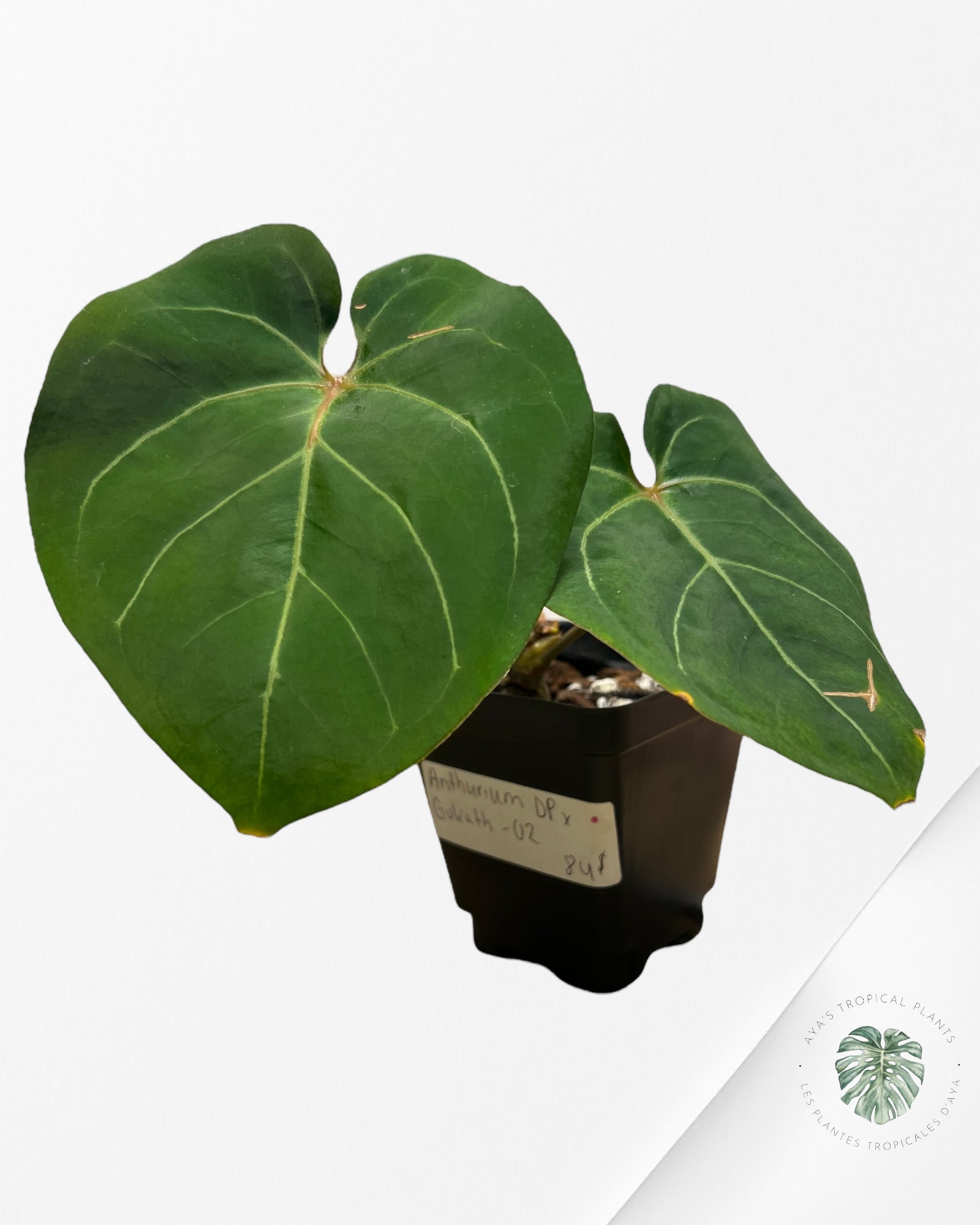 Anthurium DP X Goliath-02