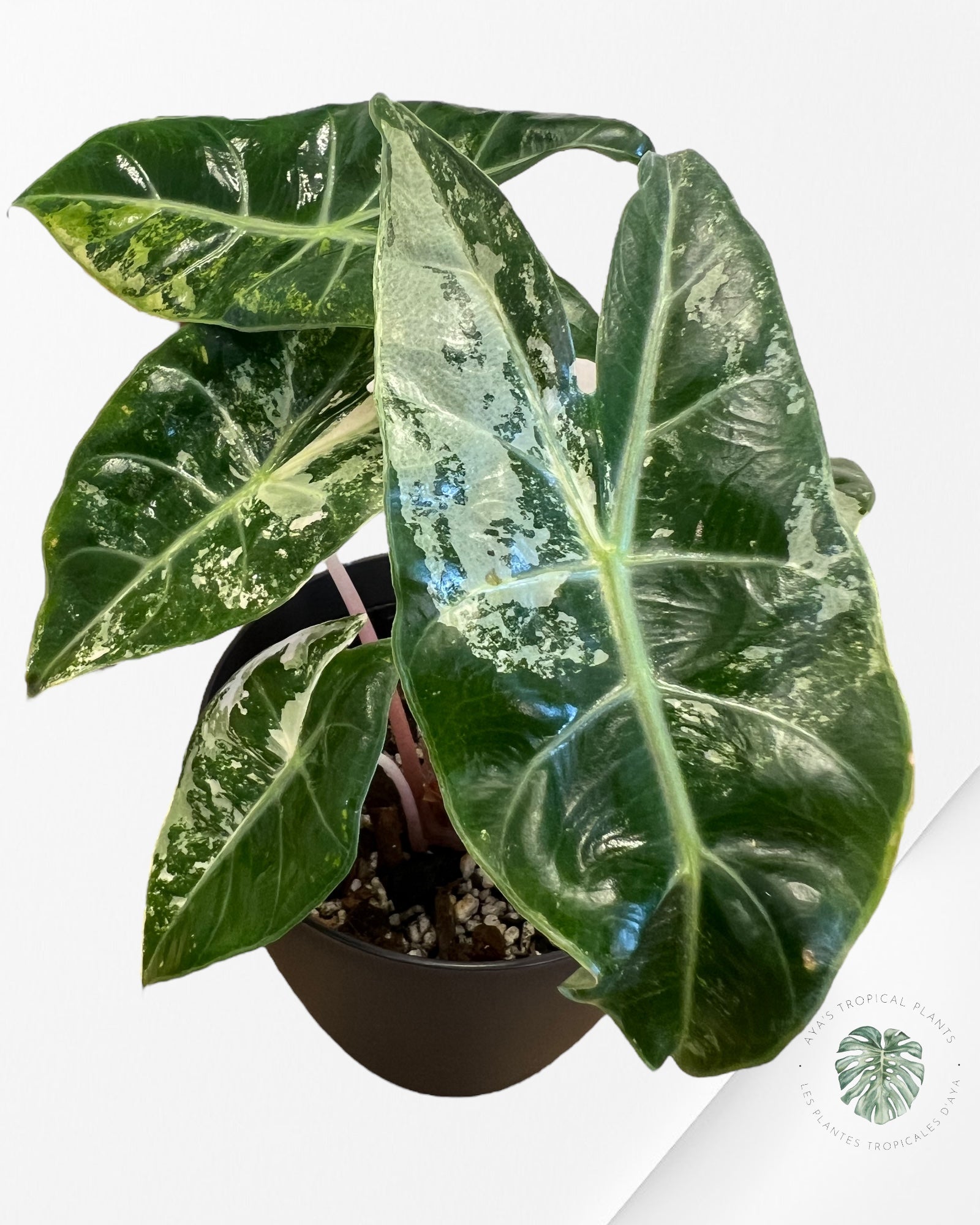 Alocasia 'Nairobi Night' variegated - B