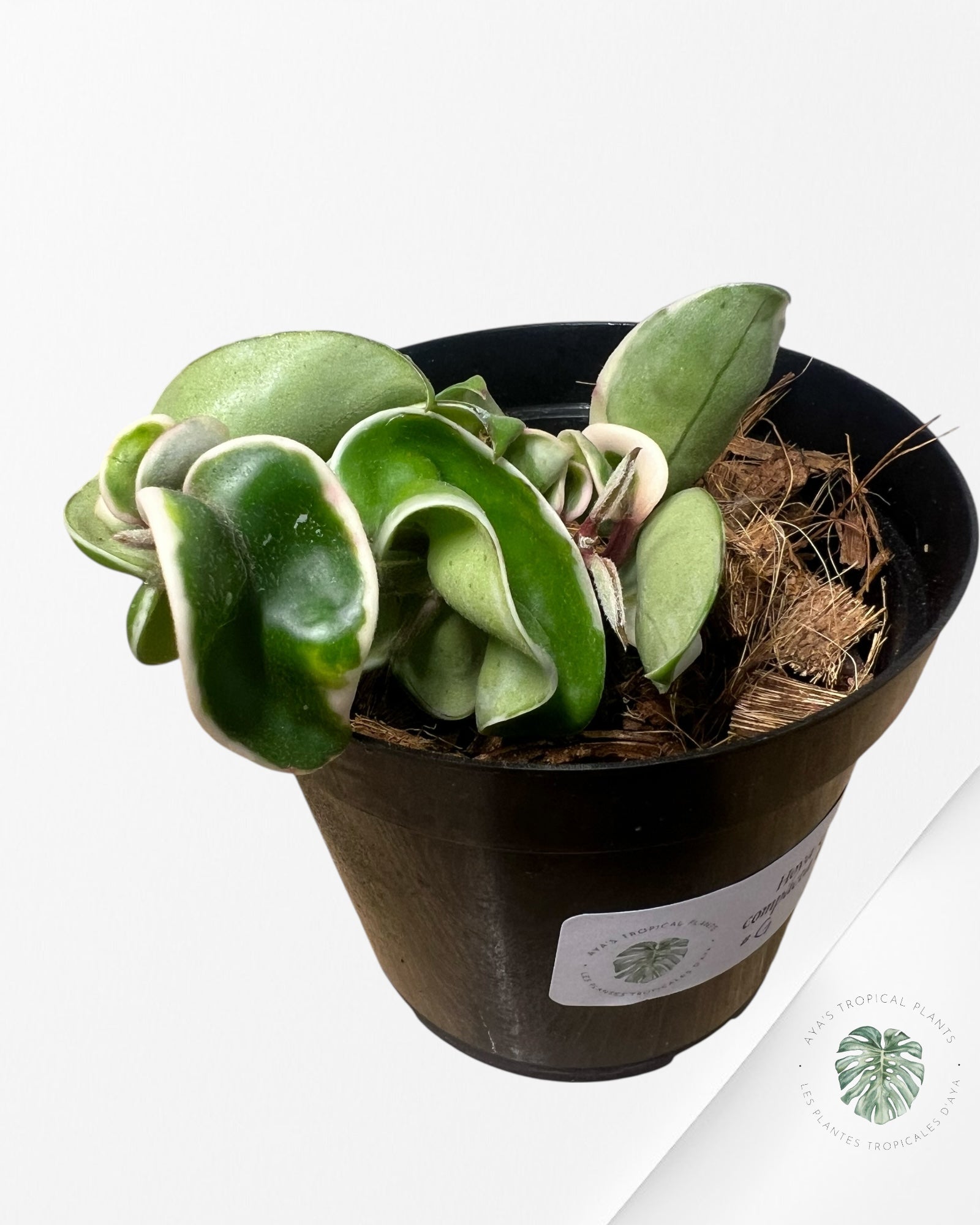 Hoya Carnosa Compacta (Outer variegation) - G