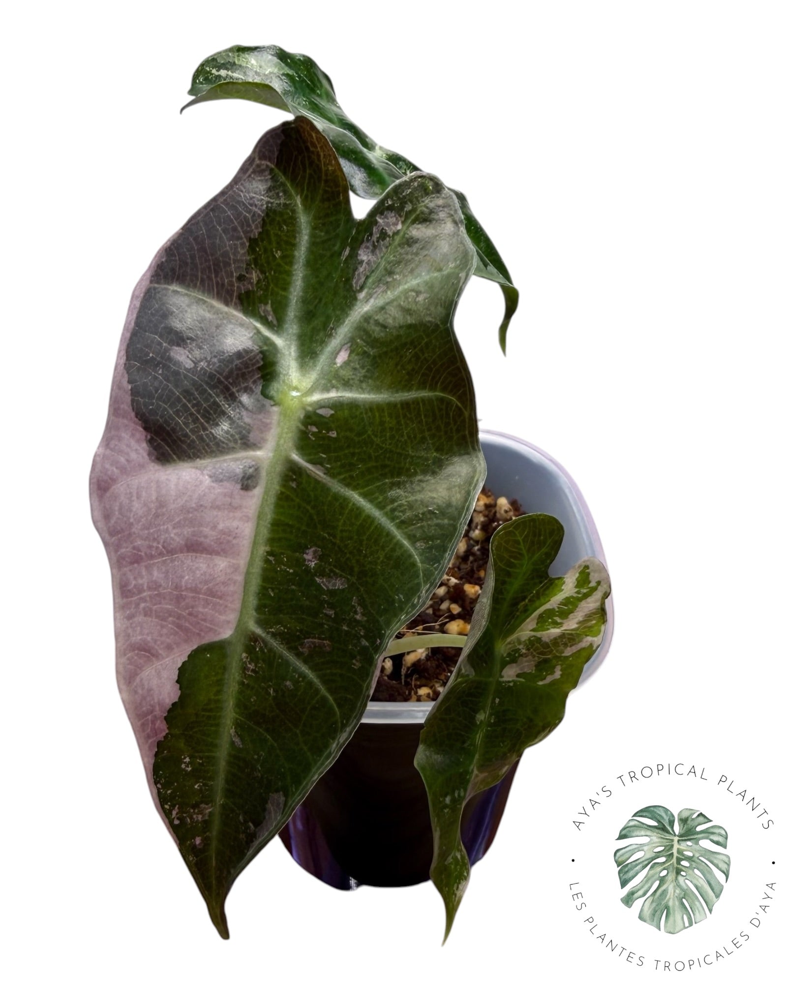 Alocasia Polly Pink Snowflake