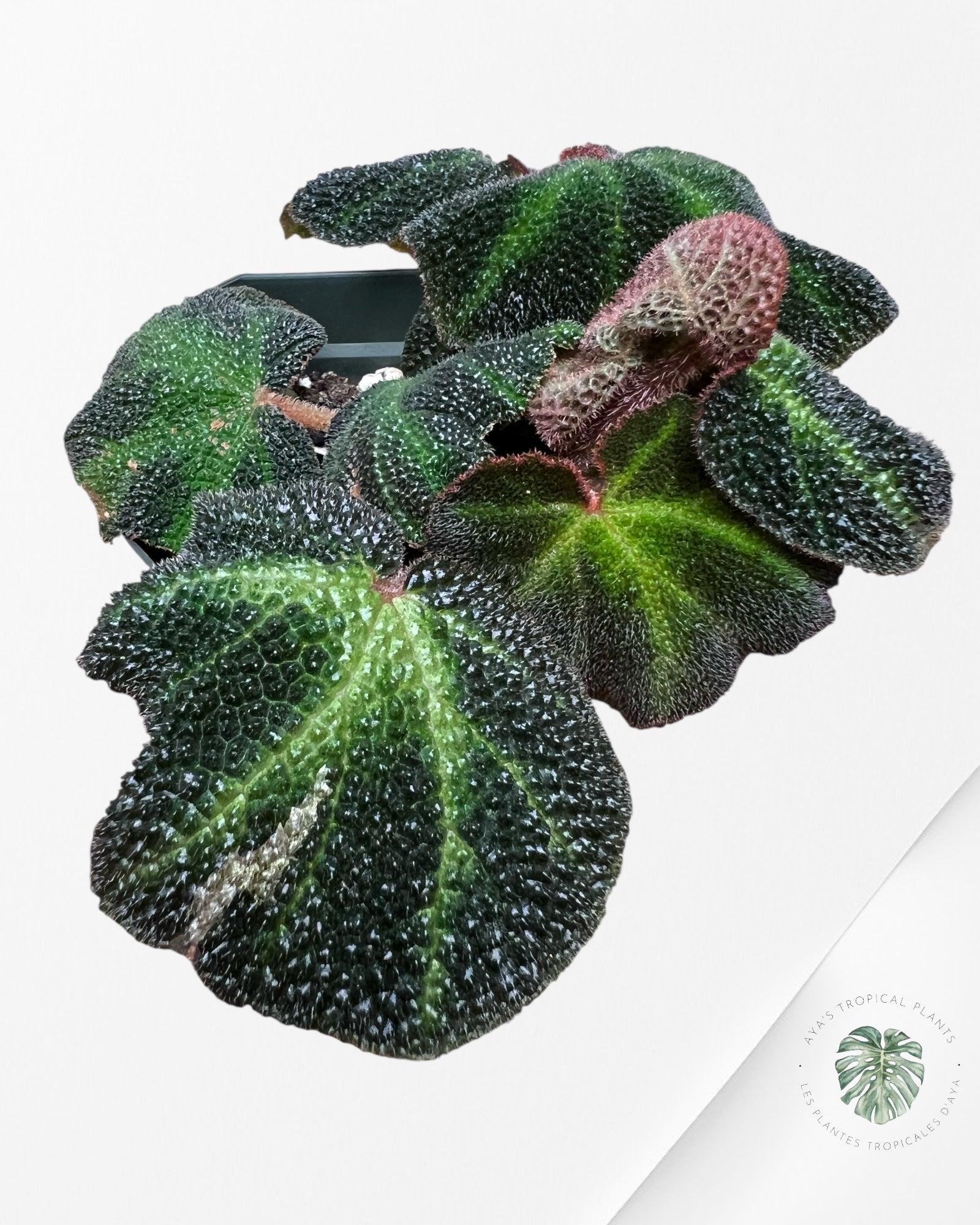 Begonia soli-mutata variegated - A