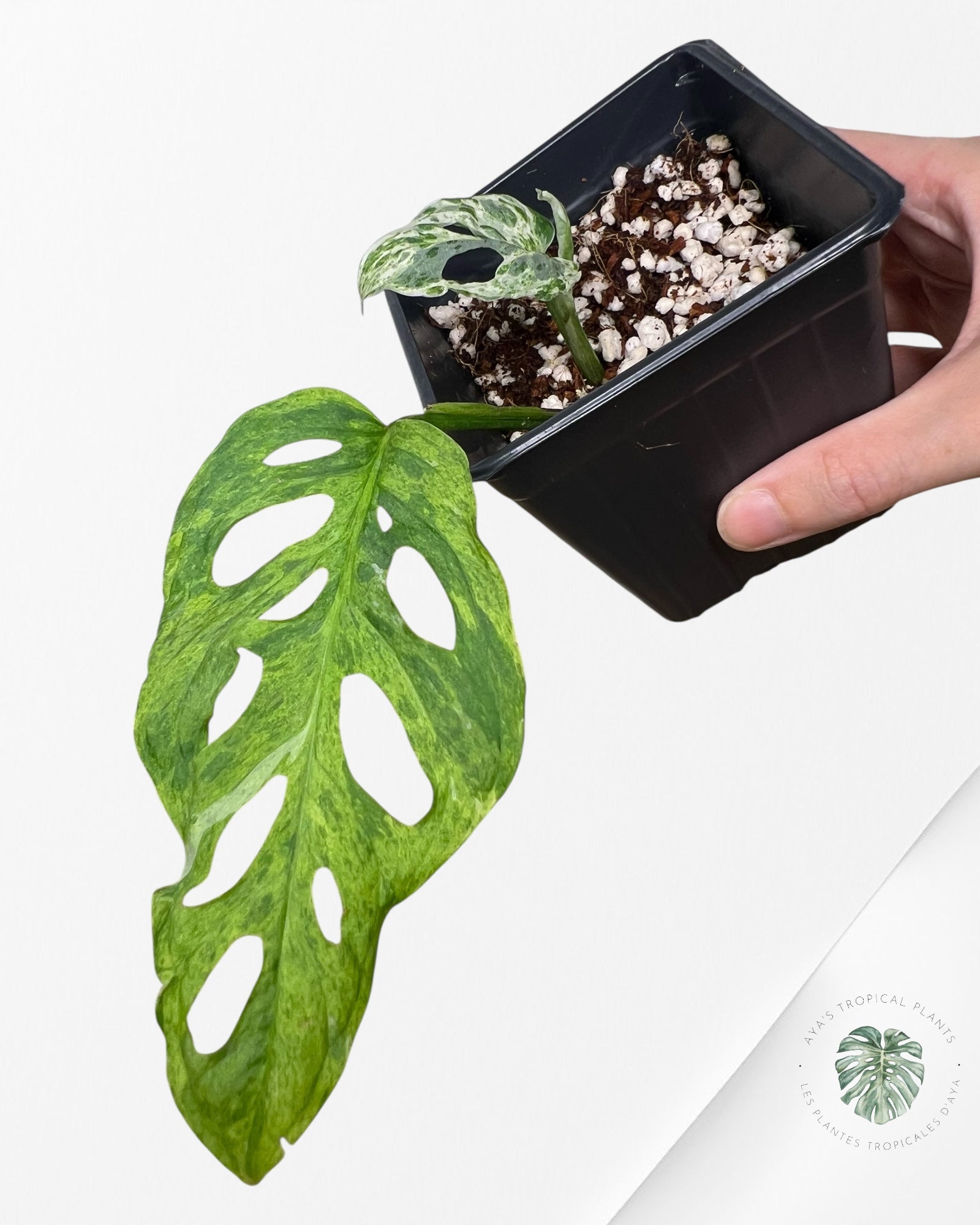 Monstera Frozen Freckle -LF1