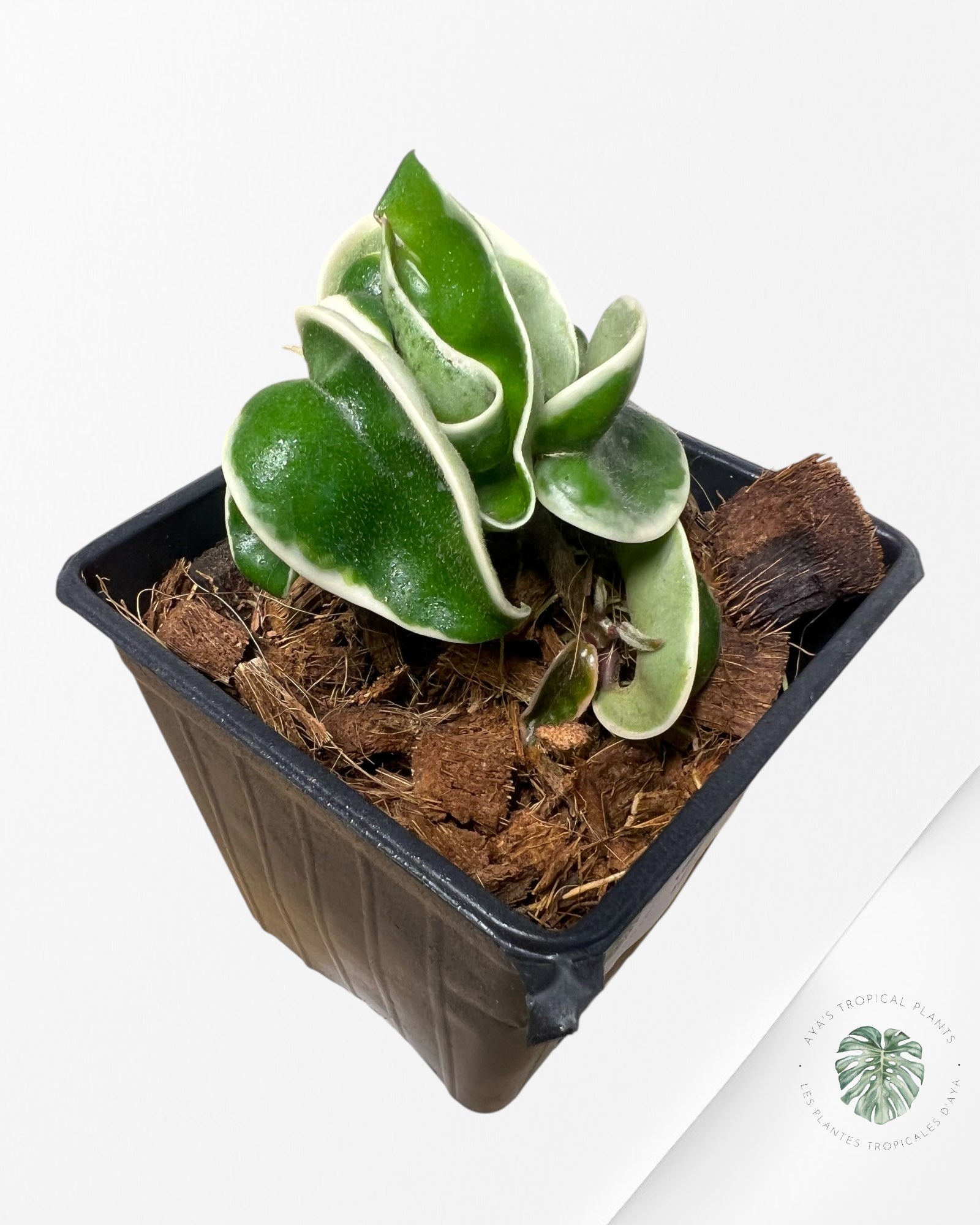 Hoya Carnosa Compacta (Outer variegation) - E