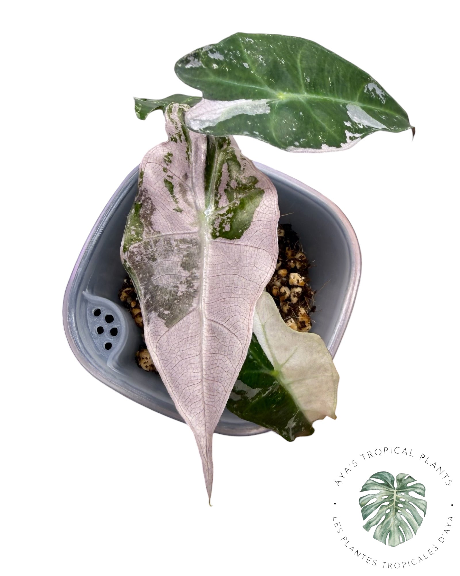 Alocasia Polly Pink Snowflake