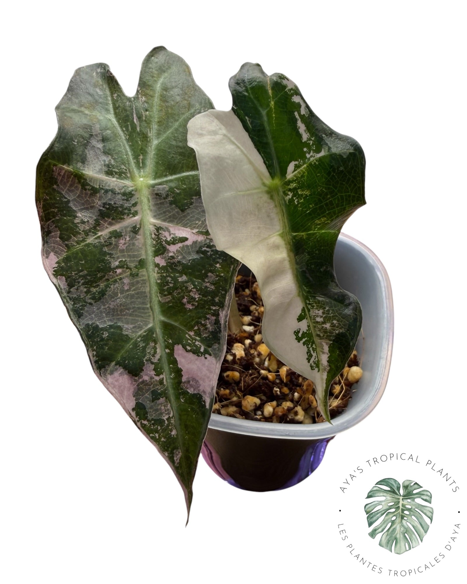 Alocasia Polly Flocon de Neige Rose