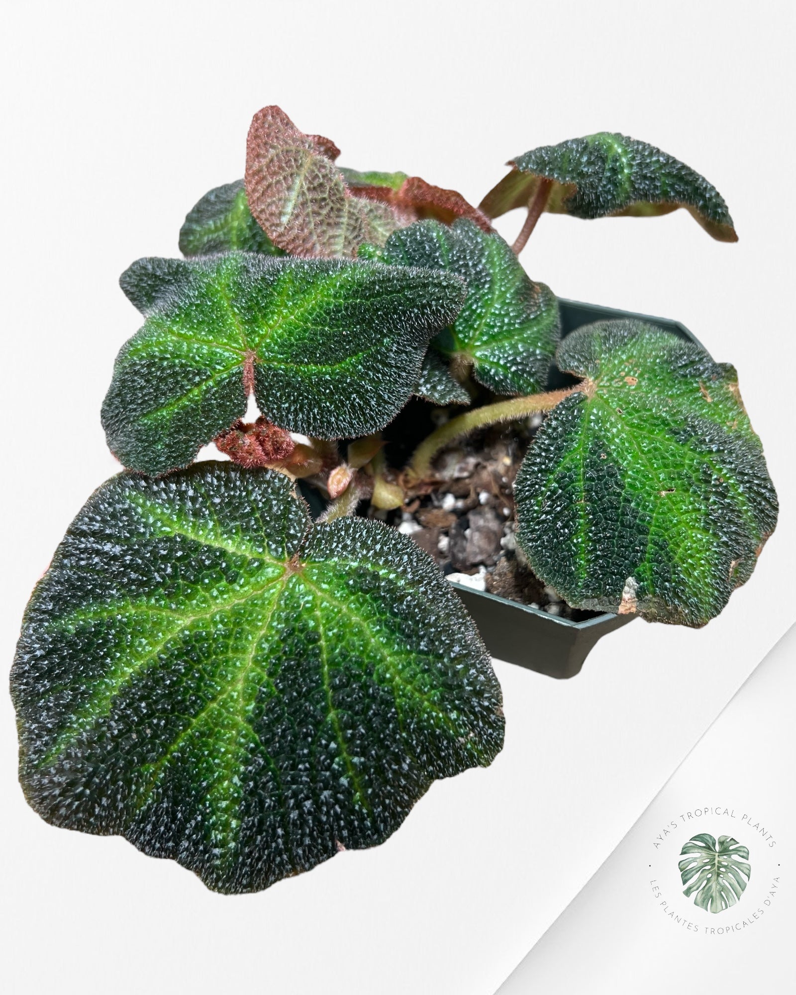 Begonia soli-mutata variegated - A