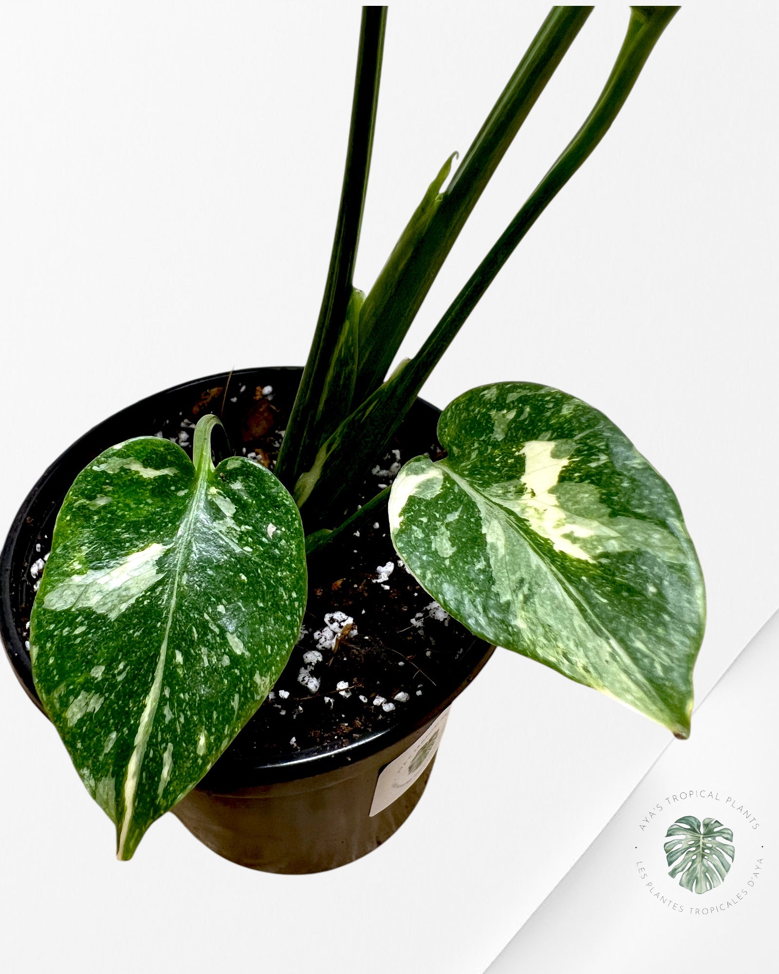 Monstera Miracle Tricolour-MMT2