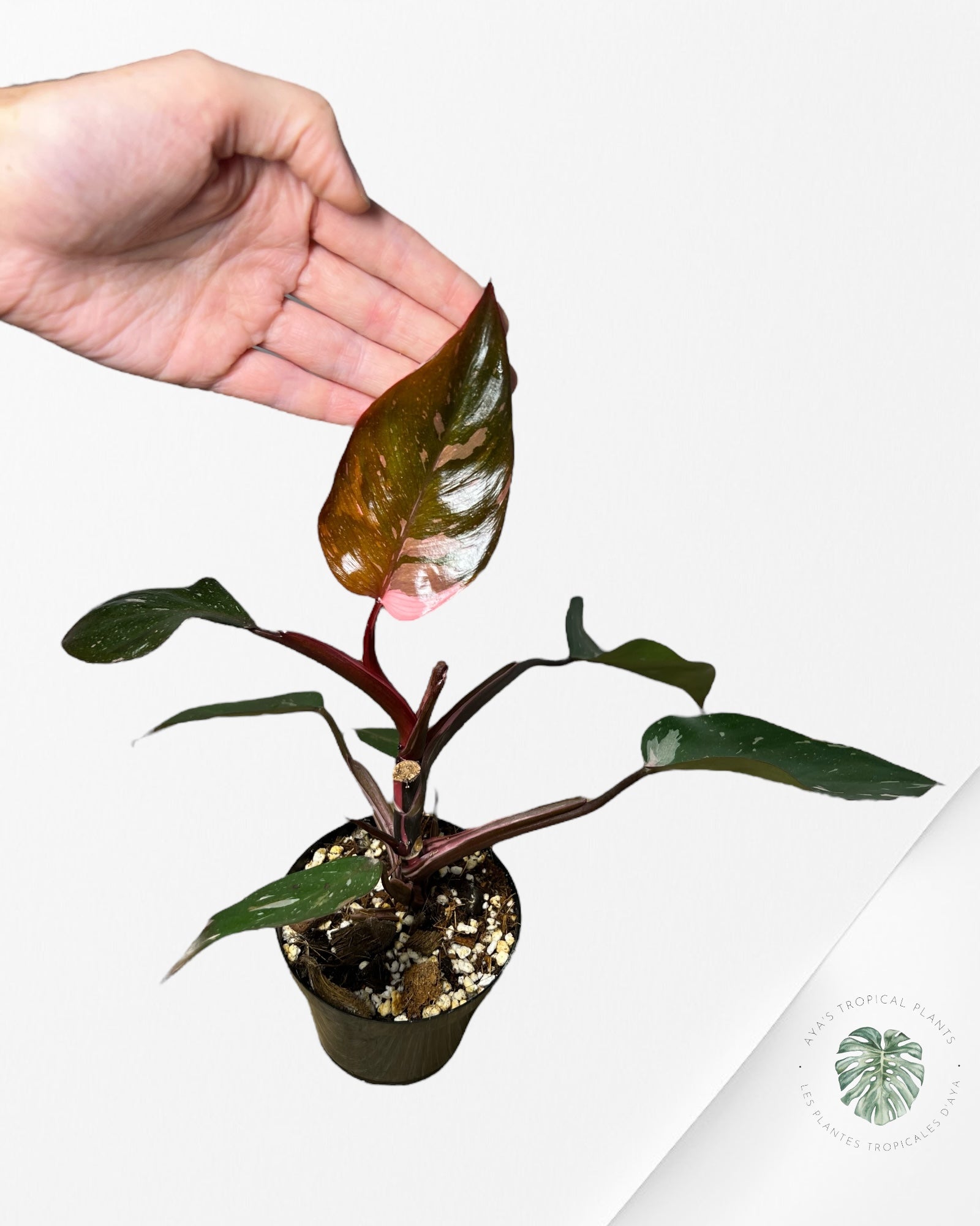 Philodendron 'Pink Princess' Marble King - I