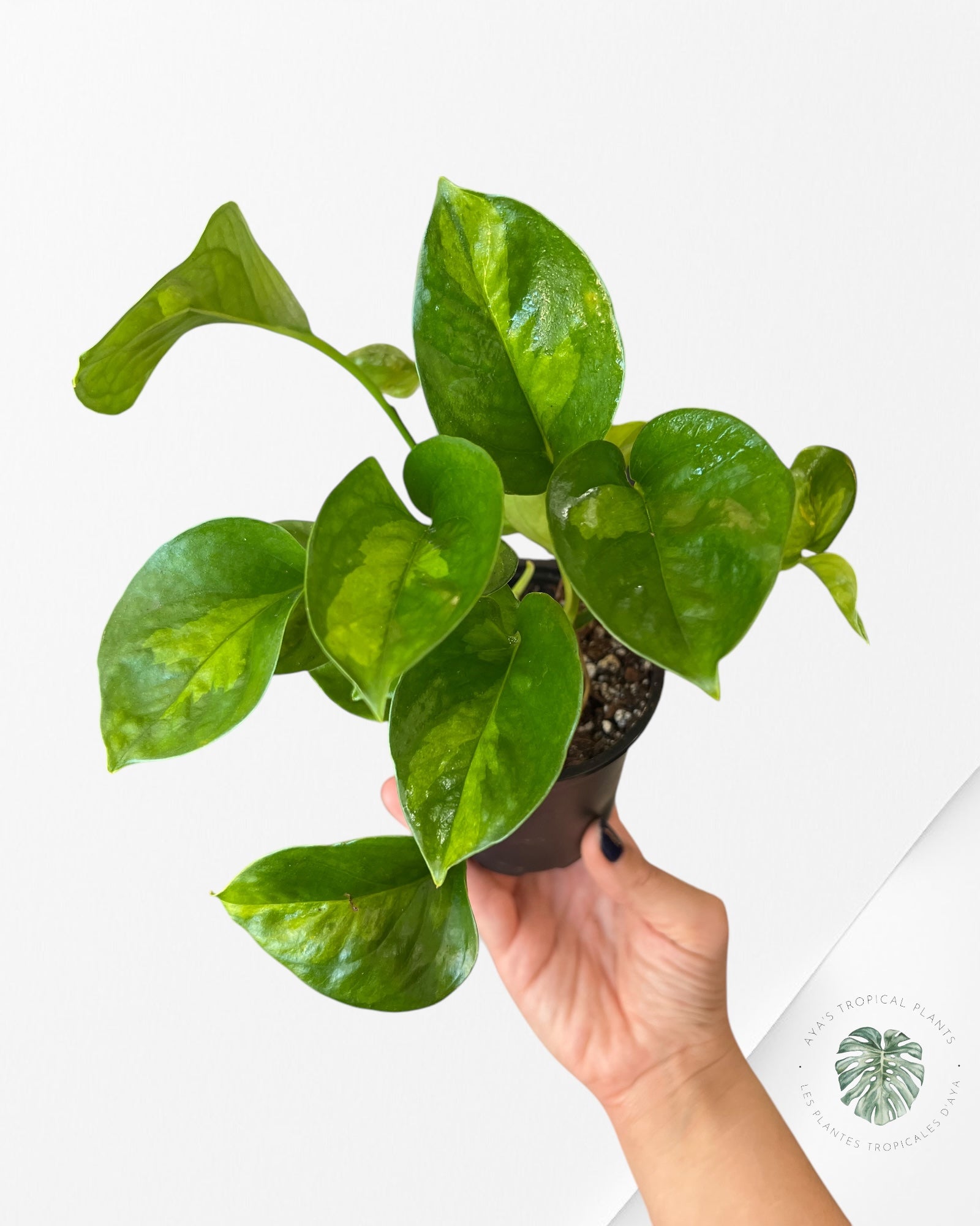 Global Green Pothos A