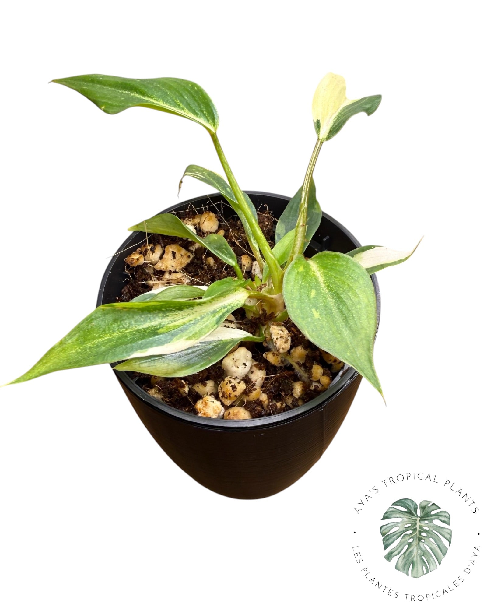 Philodendron Gloriosum Variegated